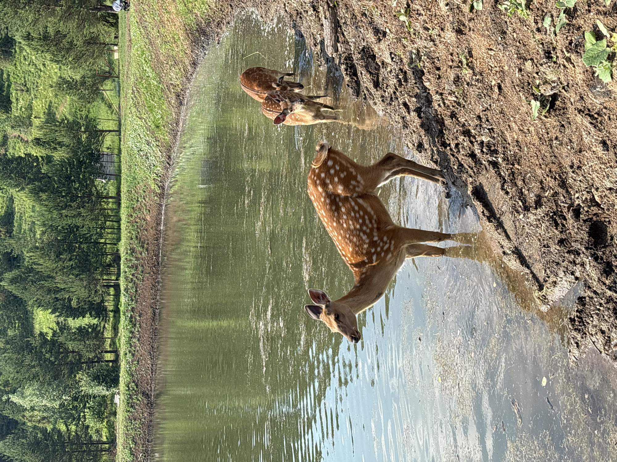In Гольяны, Russia, a serene natural setting unfolds by a body of water. Three spotted deer are present; one in the foreground is drinking from the water, its body mostly submerged. The other two deer are further back, also standing in the water. The environment features a muddy bank transitioning into a lush green hillside dotted with numerous pine trees and some scattered deciduous trees. The water is calm with some algae or debris floating on the surface. The sky is clear and bright, indicating a sunny day. A small white object, possibly a piece of debris or a small structure, is visible on the grassy bank in the distance.