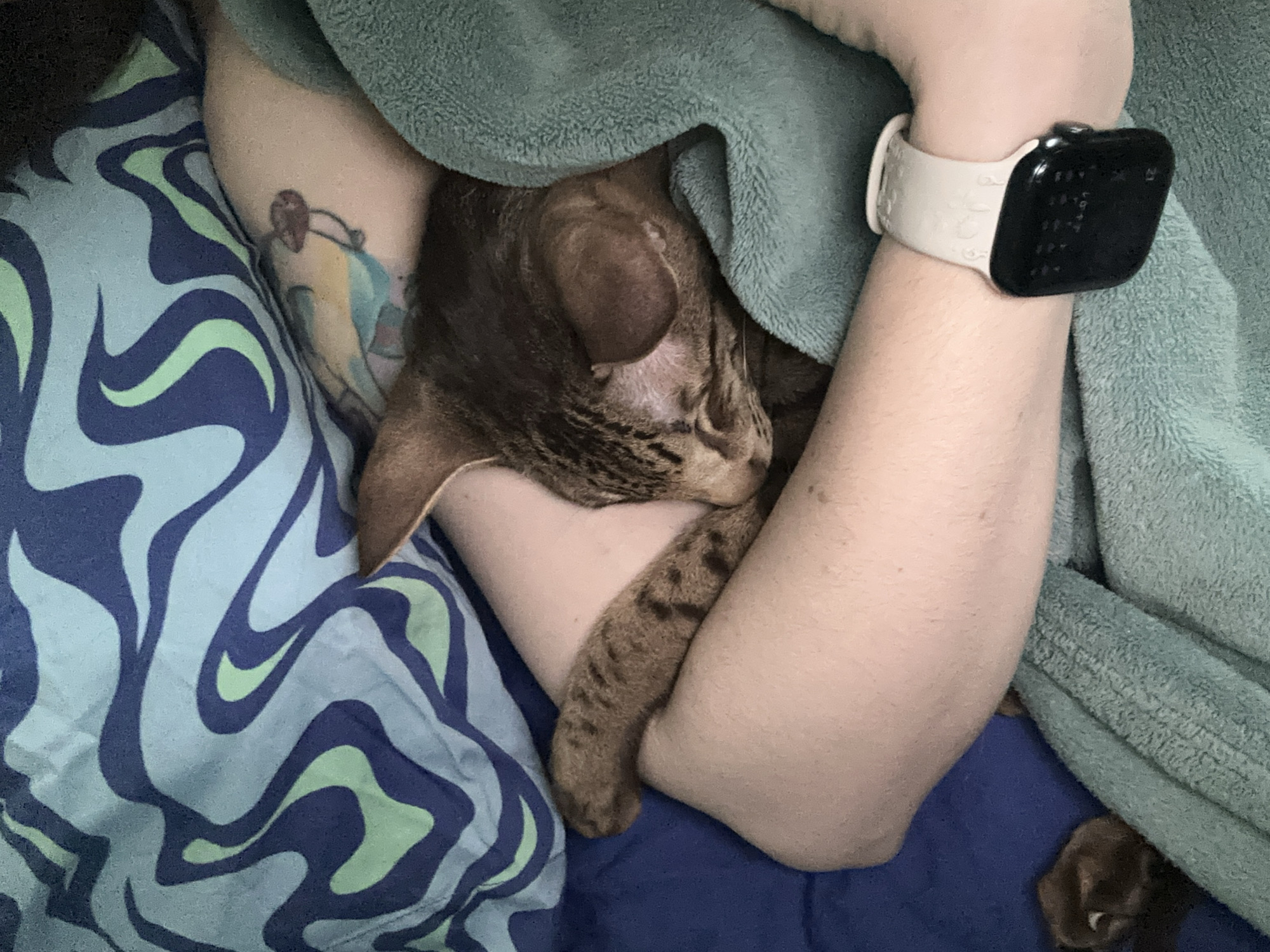 The image displays a cozy indoor scene featuring a person's arm cuddling a sleeping cat. The person, with light skin, is visible on the right, partially covered by a soft, textured green blanket. A white-banded smartwatch is worn on their left wrist, its dark screen showing faint, unreadable digital text. A colorful tattoo, depicting a stylized figure with hues of light blue and yellow, is visible on the upper arm.
A brown, striped cat, appearing to be a tabby or similar breed, is deeply asleep, nestled comfortably between the person's arm and the green blanket. Its head is tucked securely, conveying a sense of peace and warmth. The cat's striped tail is also visible, resting on the arm.
The background includes bedding with a distinctive wavy, abstract pattern in shades of blue and light green, alongside a solid blue sheet. The overall atmosphere suggests a moment of tranquil rest and affection between the pet and its owner. There are no specific visual cues within the image to indicate its location in Moscow, Russia.