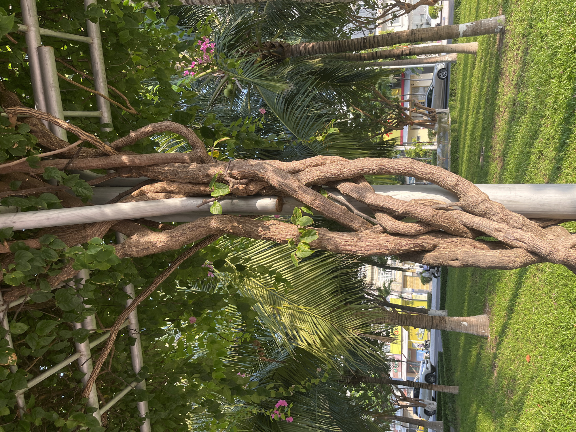 The image depicts a scene in Bac Nha Trang Ward, Vietnam. A sturdy, light-colored metal pole is prominently featured, heavily entwined with a thick, brown vine. Green foliage, including what appears to be bougainvillea vines with hints of pink flowers and palm leaves, surrounds the pole and vine. The backdrop includes a street scene with a grassy area, palm trees lining the street, and parked vehicles. Buildings are visible in the distance. A metal ladder is seen entangled with the vines and foliage behind the pole.