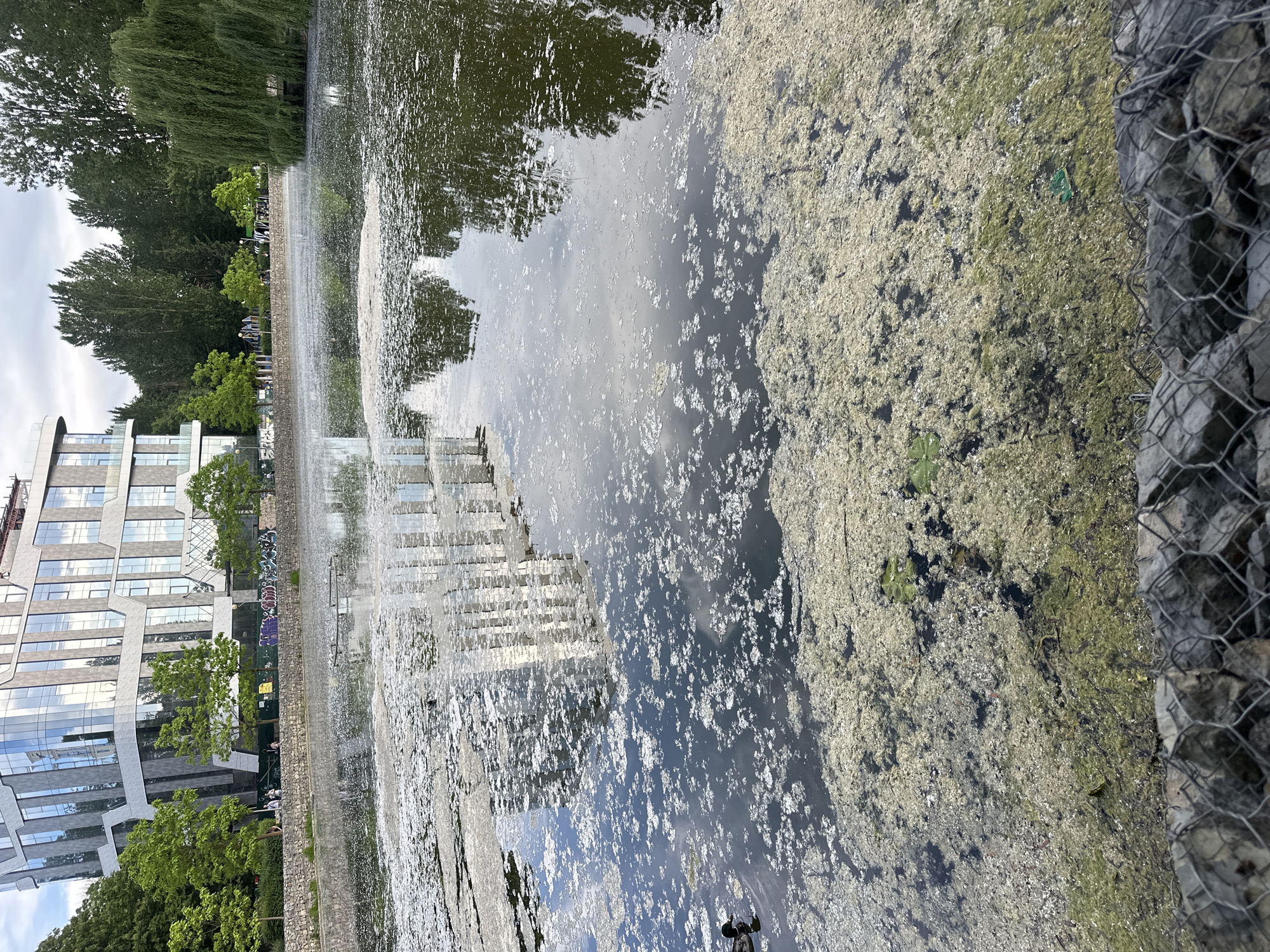 The image shows a body of water with a significant amount of algae or other aquatic vegetation on the surface, creating a patchy, light green and white texture. The water reflects a modern, multi-story building with large glass windows, located on the far bank. Trees and a willow tree with drooping branches are visible behind the building and along the bank. A stone wall lines the edge of the water in the foreground, with a wire mesh structure filled with rocks in front of it. In the water, a duck is visible swimming on the left side. People are present on the embankment behind the stone wall, some walking and others standing. The sky is overcast. The scene is identified as Ternopil Lake, also known as Ternopil Pond, in Ternopil, Ukraine.