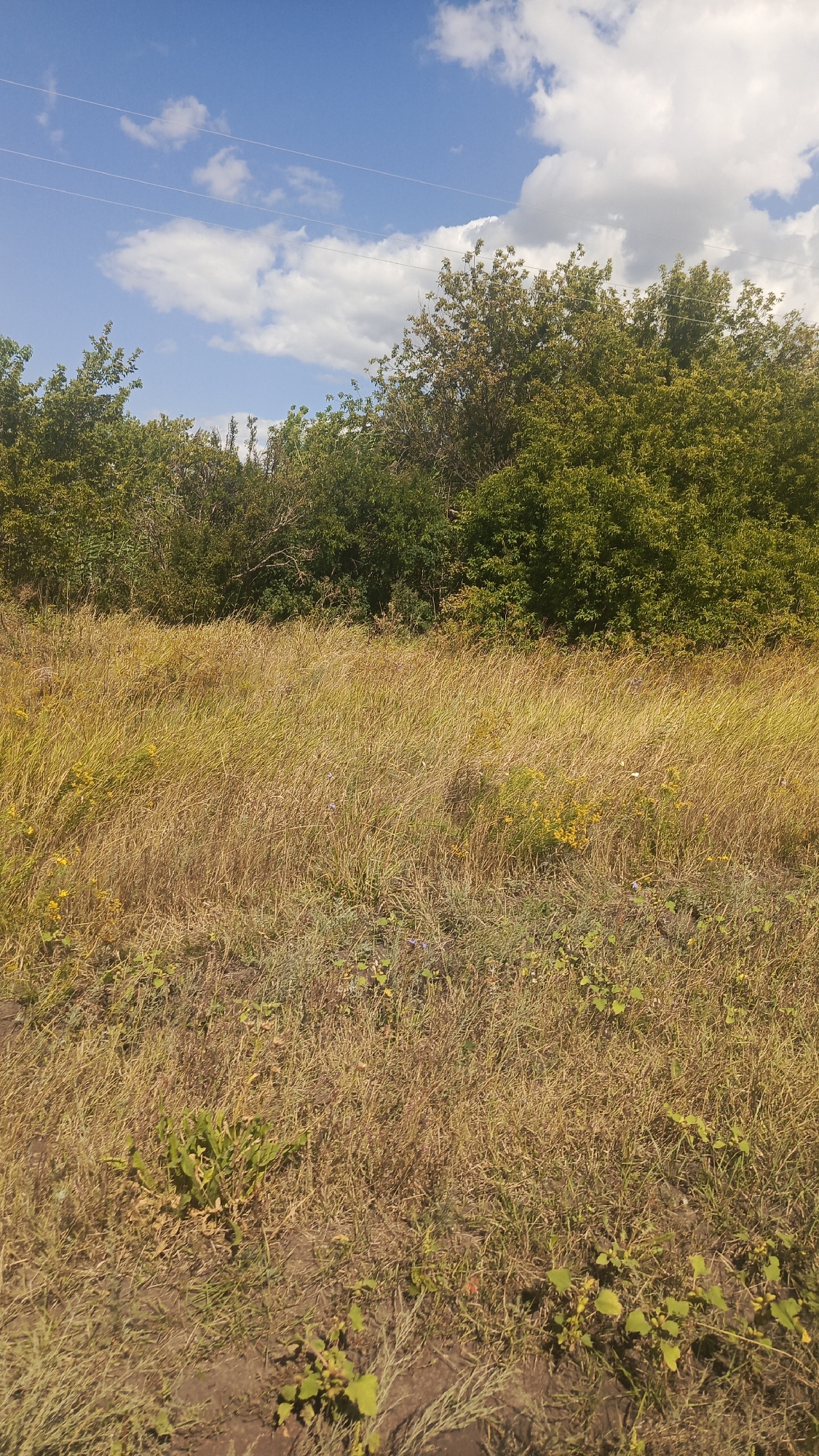 A landscape photograph depicts a dry, grassy field in front of a dense line of green trees under a bright blue sky with scattered white clouds. Two thin, parallel power lines stretch across the upper portion of the image. The foreground is dominated by tall, golden-brown grass with sparse patches of green and small yellow wildflowers. The trees in the background are a vibrant green, appearing lush and full. The overall scene suggests a warm, sunny day in a rural or undeveloped area.