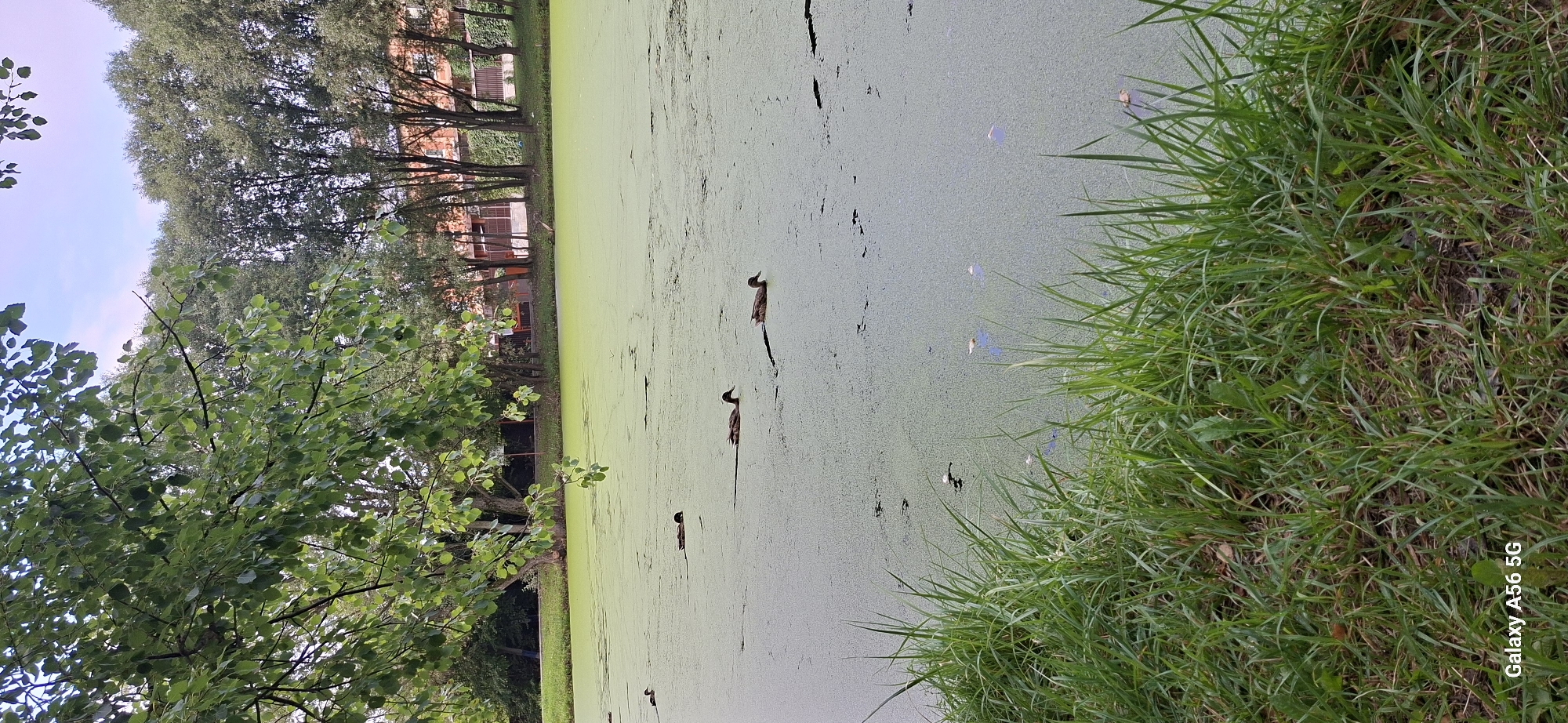 In Kommunarka, Russia, a pond covered in green algae is home to several ducks swimming. Tall green trees line the far bank of the pond, with a brick building visible behind them. In the foreground, lush green grass grows along the edge of the pond. The sky above is partly cloudy.