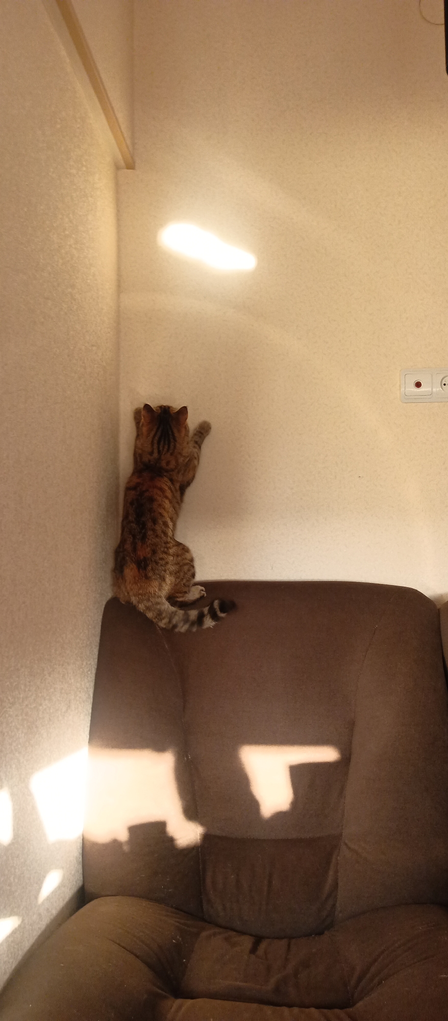 A medium shot shows a tortoiseshell tabby cat climbing a tan-colored wall in an interior setting. The cat is positioned to the left of a brown, cushioned armchair. The wall has a shiny spot from an unknown light source and a white electrical outlet is seen on the upper right of the wall. The overall scene appears to be indoors, near the corner of a room. Location: Unknown, Unknown.