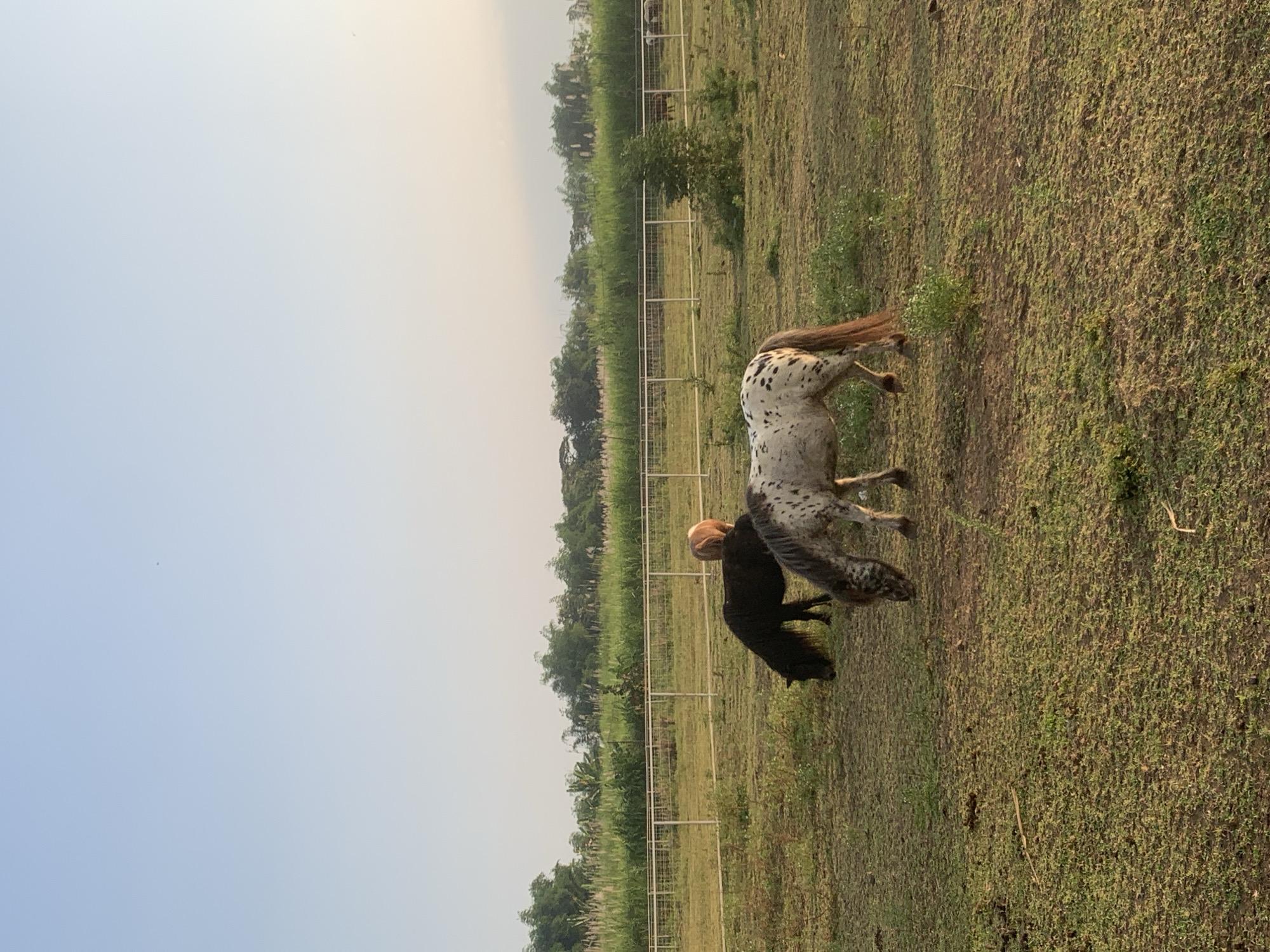 This image depicts an outdoor pasture scene in Botok, Indonesia, during daylight hours. The sky occupies the upper two-fifths of the frame, exhibiting a clear, light blue hue transitioning to a pale yellow-orange near the horizon, consistent with dawn or dusk. A minute, dark, unidentified object is visible in the upper right quadrant of the sky.
The middle ground features a multi-strand white wire fence supported by white posts, extending horizontally across the frame. Behind this fence, a dense, tall barrier of light green foliage, possibly reeds or sugarcane, stretches across the width of the image. Darker green trees are visible above and behind this foliage. To the right of the center, behind the fence, a small, dark green bush or sapling is present. Further in the background, behind the fence and foliage, indistinct shapes of other animals, possibly ponies, are discernible in a grassy area.
The foreground consists of a relatively sparse grassy field with patches of greener vegetation and areas of exposed light brown soil. Scattered debris, including thin light-colored sticks, is visible on the ground.
Three ponies are the primary subjects. In the right-center foreground, a pony with a white and black spotted coat (Appaloosa pattern) is seen with its head lowered, grazing. It has a reddish-brown mane and tail. Behind this pony, slightly to the left, a solid black pony is also grazing with its head down. Further back and to the right of the black pony, a light brown or reddish-brown pony is partially visible, primarily its hindquarters, standing in the field. All visible ponies are engaged in grazing.