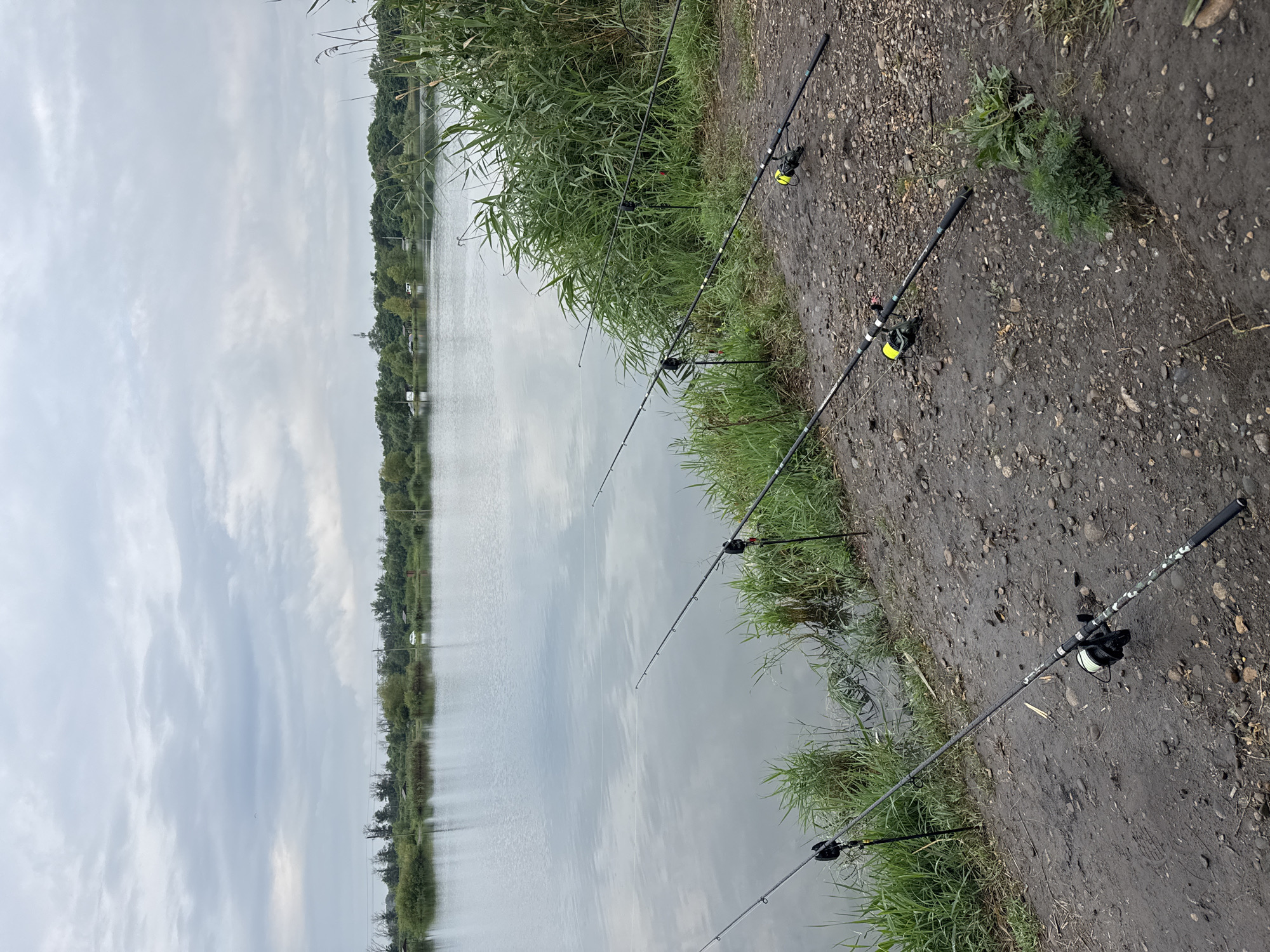 The image depicts a serene waterside scene, likely a fishing spot on the edge of the Kochubeyevskoye reservoir in Kochubeyevskoye, Russia. The body of water is calm and reflects the overcast sky, which is filled with dramatic clouds. The shoreline is a mix of damp earth and small stones, lined with lush green grass and reeds. Several fishing rods are planted in the ground, angled towards the water, indicating an active fishing session. Each rod is equipped with a reel, and some have visible fishing lines extending into the water. The background features a dense line of trees and vegetation, with hints of structures and possibly vehicles further in the distance, suggesting the presence of a populated area near the reservoir. The overall atmosphere is tranquil and natural.