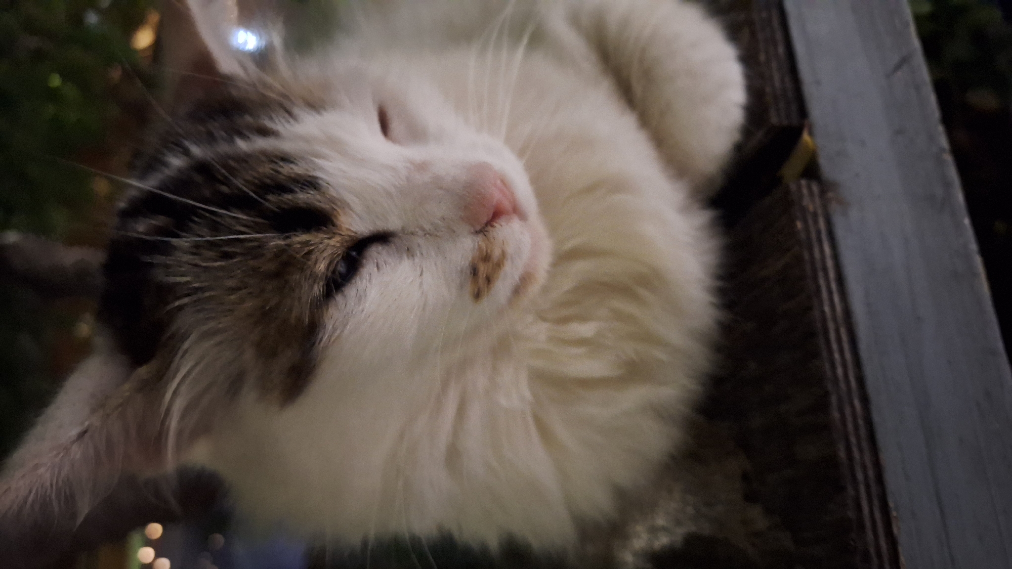 A close-up, medium shot captures a fluffy, white and brown cat with green eyes, resting on a dark wooden surface, possibly a table or railing. The cat is positioned to the right of the frame, facing left with its eyes partially closed, suggesting it is dozing. Its ears are perked up, and a few whiskers are visible. The background is blurred, featuring out-of-focus lights and greenery, hinting at an outdoor setting at night. The overall lighting is dim, with a slight yellowish cast. The scene is devoid of any human presence, or any specific indicators of its location in Varna, Bulgaria.
