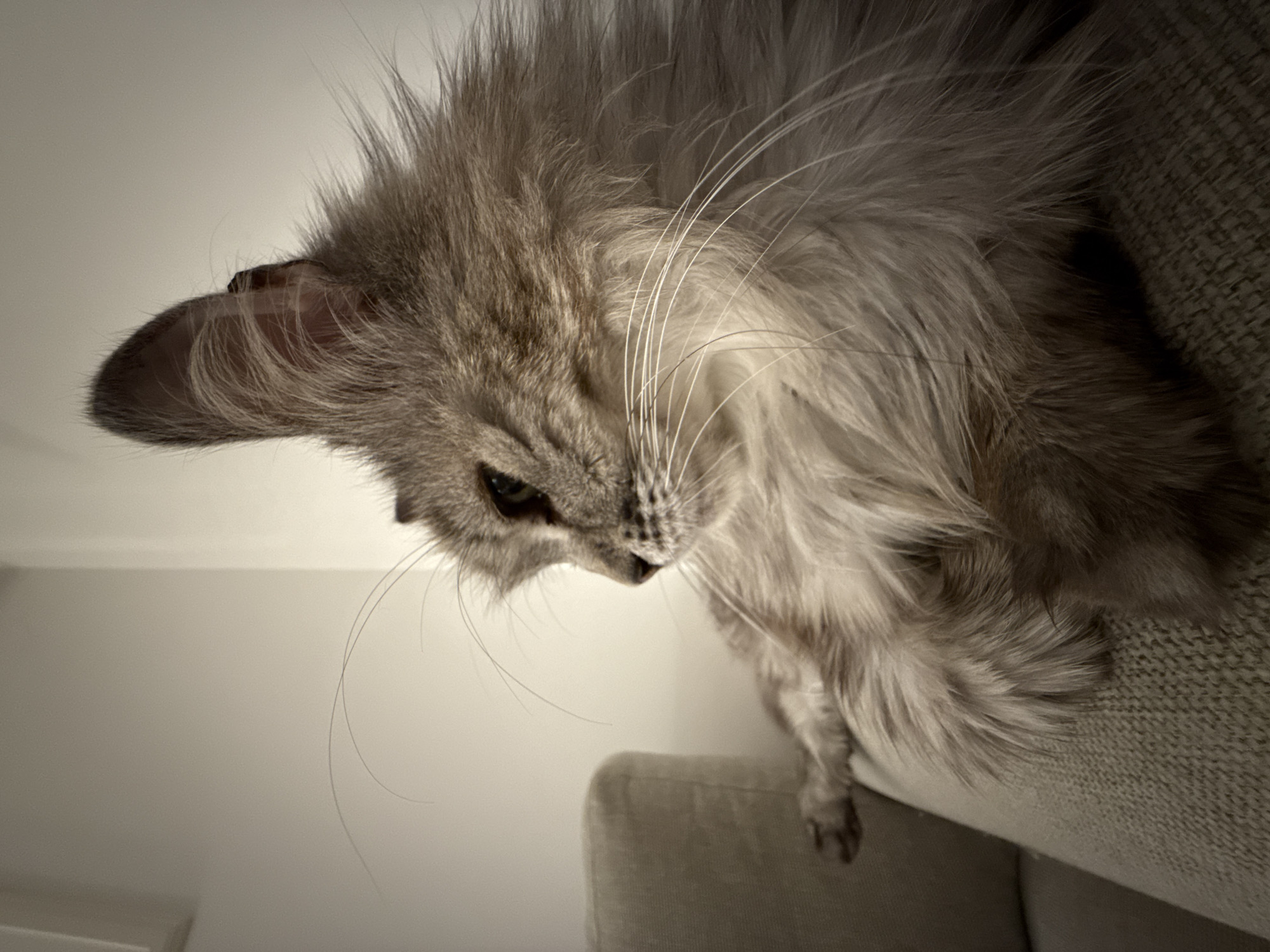 A close-up, low-angle shot captures a fluffy, long-haired cat perched on or peeking over a piece of light-colored, textured upholstered furniture, likely a couch or armchair. The cat, predominantly gray and white with subtle brown undertones, is positioned in the upper right portion of the frame, looking downwards and slightly to the left with an alert and curious expression. Its left eye, appearing green or amber, is visible and focused. Long, prominent white whiskers extend from its muzzle. The cat's fur is very dense and well-groomed, with notable ear tufts visible inside its left ear.
The background consists of a plain, light-colored wall or ceiling, suggesting an indoor setting. The lighting is soft and even, highlighting the textures of the cat's fur and the furniture. The perspective of the shot gives the impression that the cat is at a higher vantage point relative to the camera. No human subjects, visible text, or specific location cues are present, nor are there any indications of the time of day or weather. The overall mood is one of quiet observation.