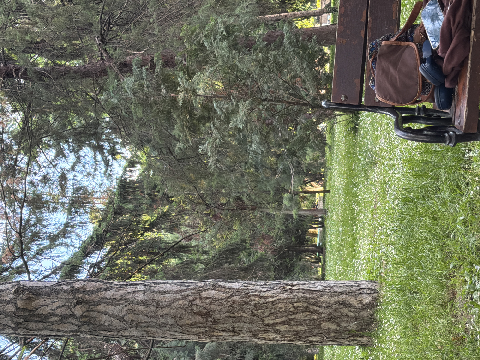 The image shows a view from a park in Plovdiv, Bulgaria. A wooden bench is partially visible on the right side of the frame, with a brown leather bag, headphones, a phone, and a brown hoodie on it. The background features a grassy area covered with small white flowers, interspersed with a line of coniferous trees. A fallen tree trunk lies in the foreground, and other trees are visible in the distance. The scene seems to be taken during daylight hours.