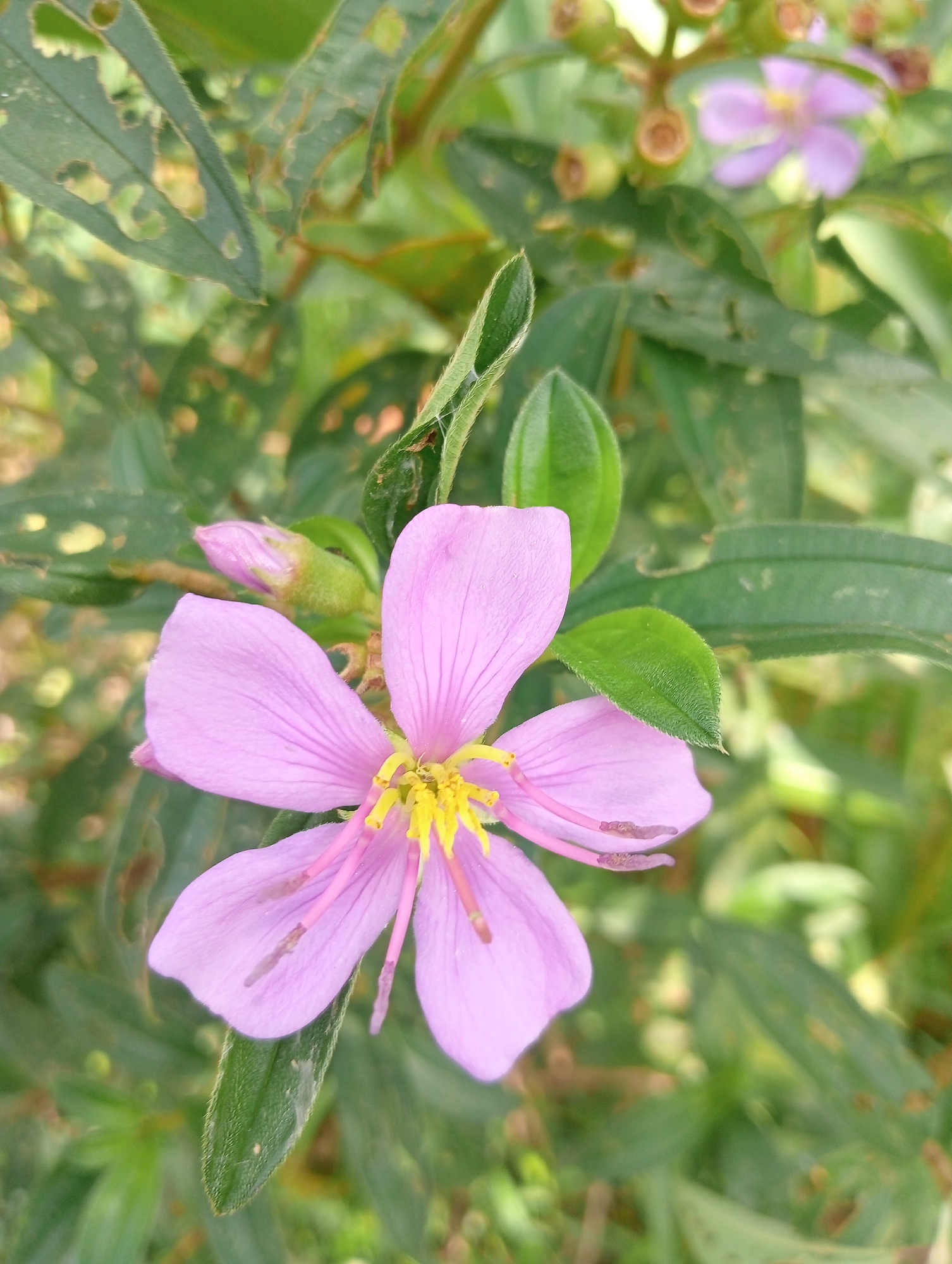 In Sri Mulyo, Indonesia, a close-up, eye-level shot focuses on a single, light pink flower with five petals. The flower's center is a vibrant yellow with prominent yellow stamens. Its petals are delicately veined and have a slightly wavy texture. A single pink bud is visible to the left of the main flower, partially obscured by leaves. The background is filled with lush green foliage, including leaves that appear to have been damaged or eaten, with several irregular holes. The lighting suggests it is daytime, with soft light illuminating the flower.