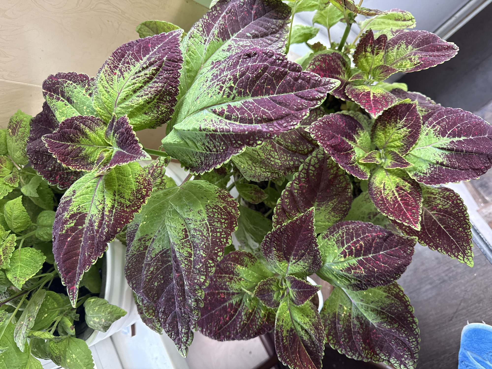 In Chernyshikha (Kumokhinskii S/S), Russia, a close-up, top-down view captures a vibrant potted coleus plant indoors, likely on a windowsill. The plant's large, textured leaves display a striking bicolor pattern of deep purple and bright green, with serrated edges and intricate vein patterns. The purple areas are speckled with lighter green, and some leaves show hints of red. The plant is housed in a white pot, partially visible, which sits on a surface that appears to be a windowsill overlooking a dark, possibly wooden, exterior. The background is a neutral, light-colored wall. The lighting suggests an indoor setting during the day. No people are present in the frame.