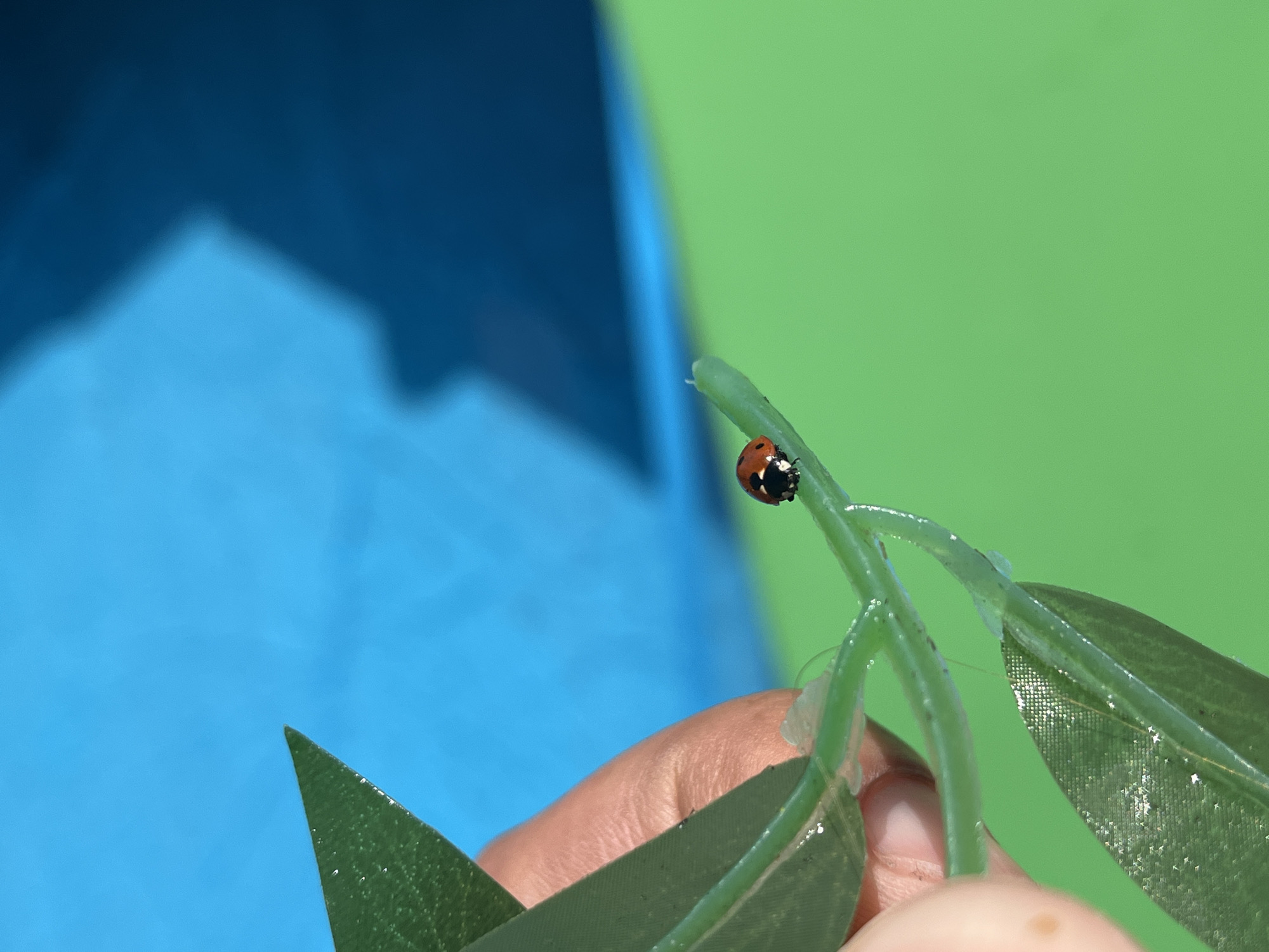 A ladybug is perched on a plastic plant. An individual is holding the plant. The background is a combination of blue and green. The city of Ulyanovsk, Russia is not visually discernible from the image.