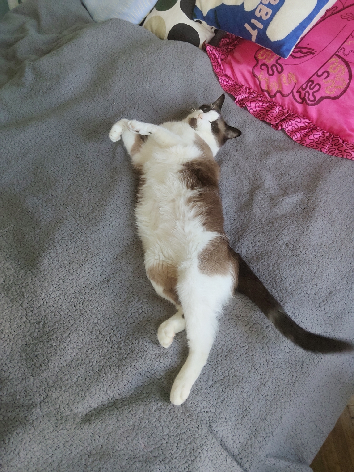 A medium-shot depicts a brown and white cat lying on its back on a gray textured surface, possibly a bed or blanket. The cat is positioned diagonally across the frame with its head near the upper right corner and its tail extending towards the lower right. The cat's tail is dark brown. The cat's belly is white. The cat's front paws are crossed near its chest. Near the top of the frame, there are several colorful pillows and blankets, including a pink blanket with ruffled edges. The setting appears to be indoors. There is no evidence to suggest that the photo was taken in the city of Saint Petersburg, Russia.