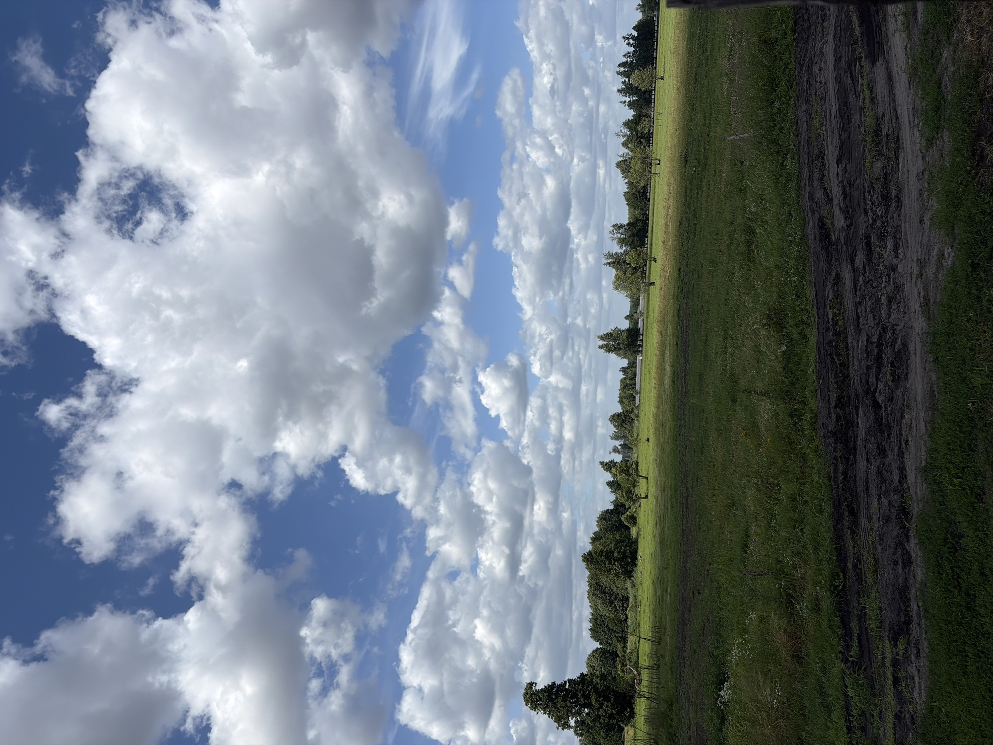 The image depicts a rural landscape with a vast expanse of green grass under a bright blue sky filled with fluffy white clouds. In the foreground, a dirt track runs horizontally across the frame, bordered by grass. The mid-ground features a gently rolling field dotted with scattered trees and a distant treeline that forms a dense forest. The background shows the horizon with more trees and a faint glimpse of buildings. The scene is likely situated in a rural area outside the city of Witnica, Poland, given the context. There are no people or animals visible in the image. The overall impression is one of a peaceful and serene natural environment on a clear day.
