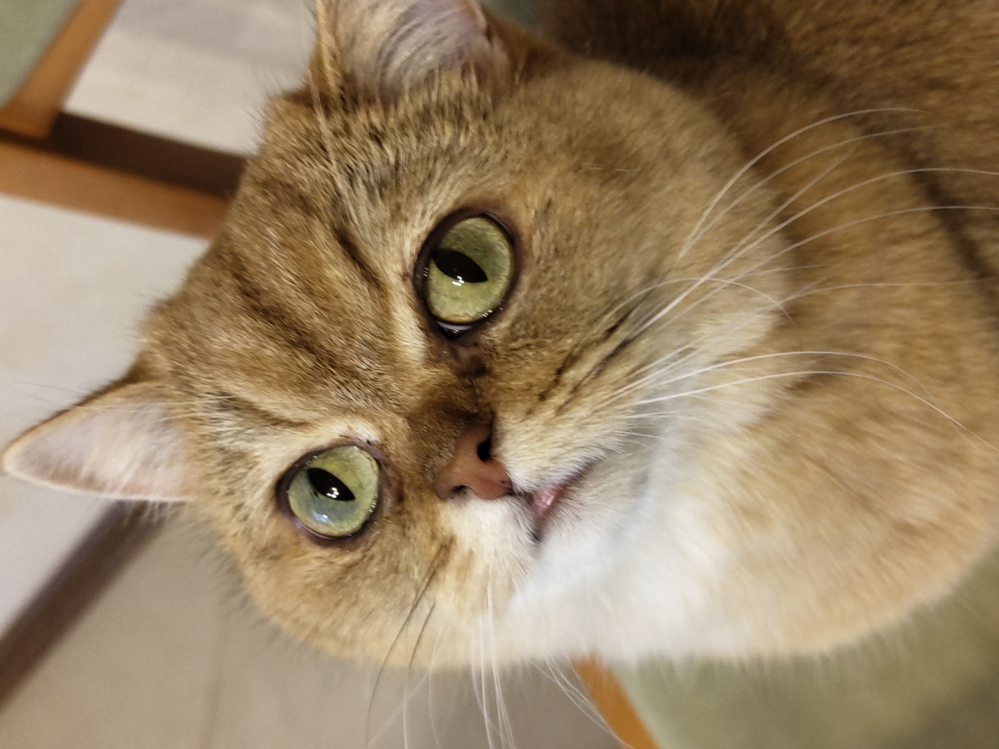 A close-up shot captures a golden-furred cat with striking green eyes, its gaze directed upwards. The cat's fur exhibits a gradient of warm brown and golden hues, with distinct darker tabby markings on its forehead and around its eyes. Its pink nose is visible, and a small portion of its tongue is peeking out from between its lips. The background is softly blurred, suggesting an indoor environment with hints of wooden furniture and a neutral-colored wall. No specific location in Krasnodar, Russia, can be identified from the image.