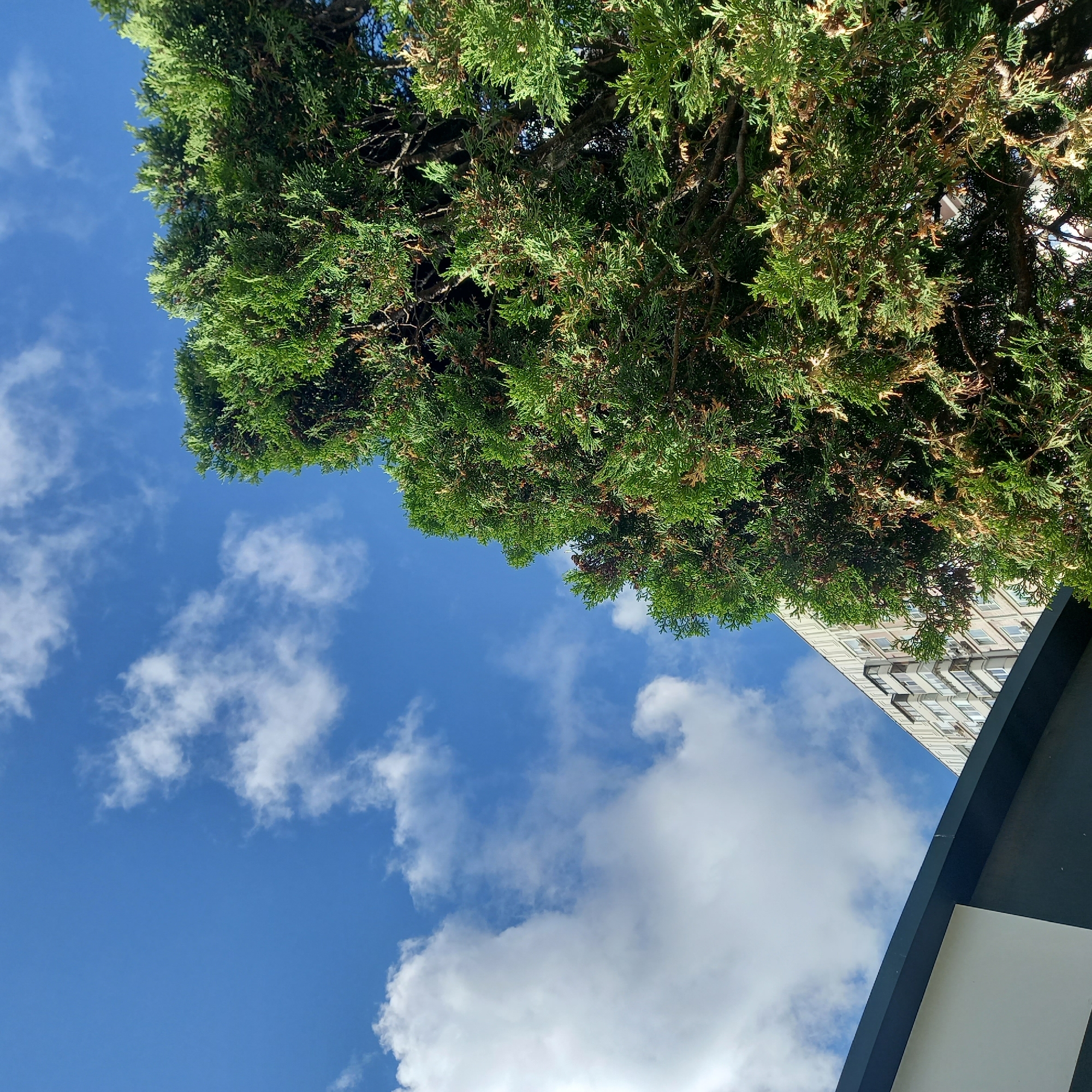 The image, taken from a low angle, presents a scene in Unknown, Unknown. A dense green tree occupies the upper right portion of the frame, contrasting with the blue sky dotted with fluffy white clouds that fill the rest of the upper part. Partially visible between the tree branches, a light-colored building with multiple windows rises. In the lower right corner, a black and white architectural element extends into the view, adding a geometric contrast to the natural elements.