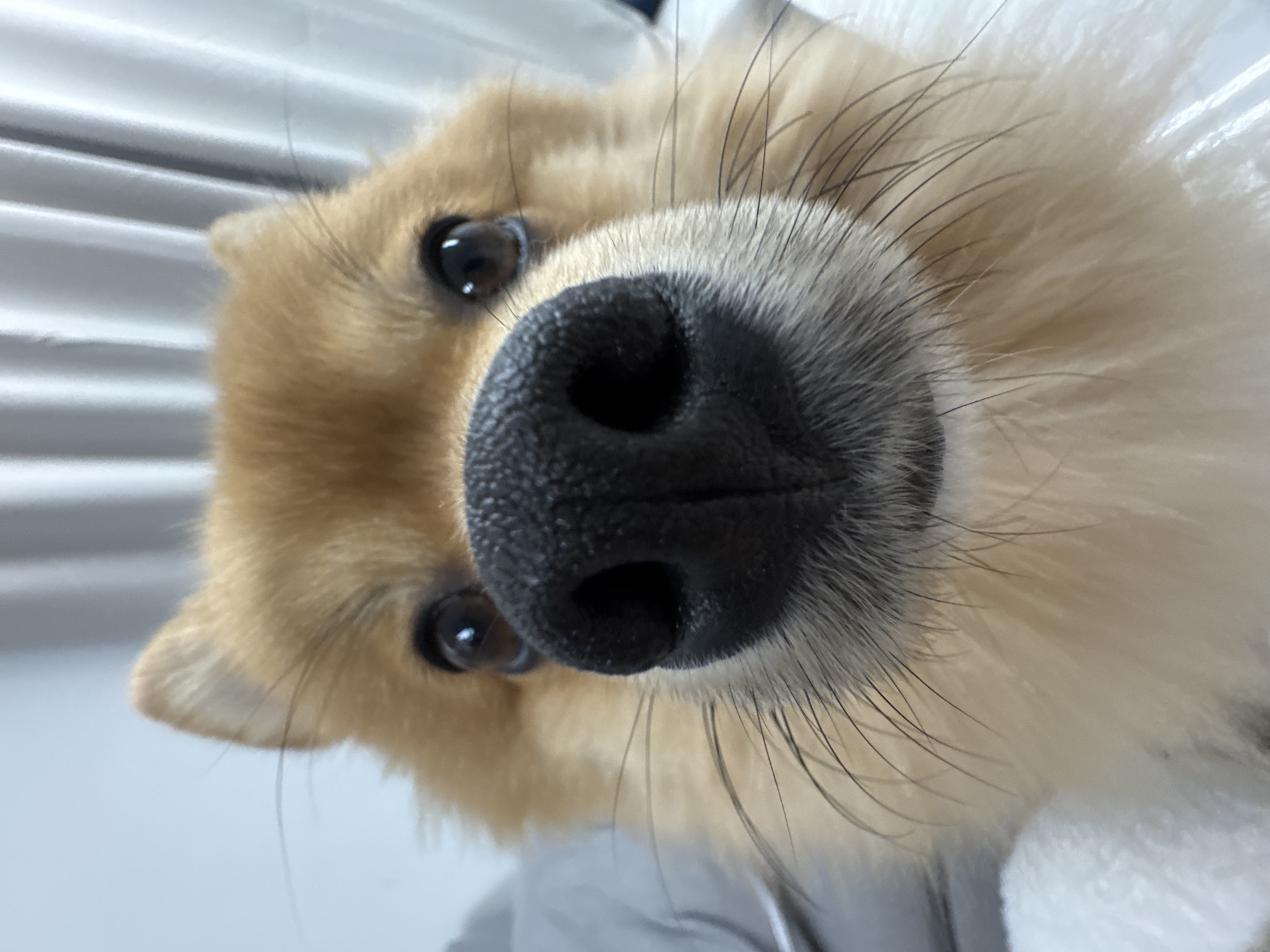 A close-up, head-on photograph shows the face of a small, fluffy dog, identified as being in an indoor setting within Sofia, Bulgaria. The animal's large, prominent black nose, appearing moist, occupies the central foreground, positioned closest to the viewer. Its fur is a combination of reddish-brown/light brown, particularly around the head and ears, transitioning to lighter cream or white around the muzzle and chin. Two dark, round eyes are visible above the nose, reflecting light and directed forward. Numerous long, dark whiskers extend laterally from the muzzle. Small, pointed ears are visible at the top left and right of the head. The background is out of focus, revealing a light gray, textured surface on the left side and vertical pleats of a light-colored curtain or blind on the right.