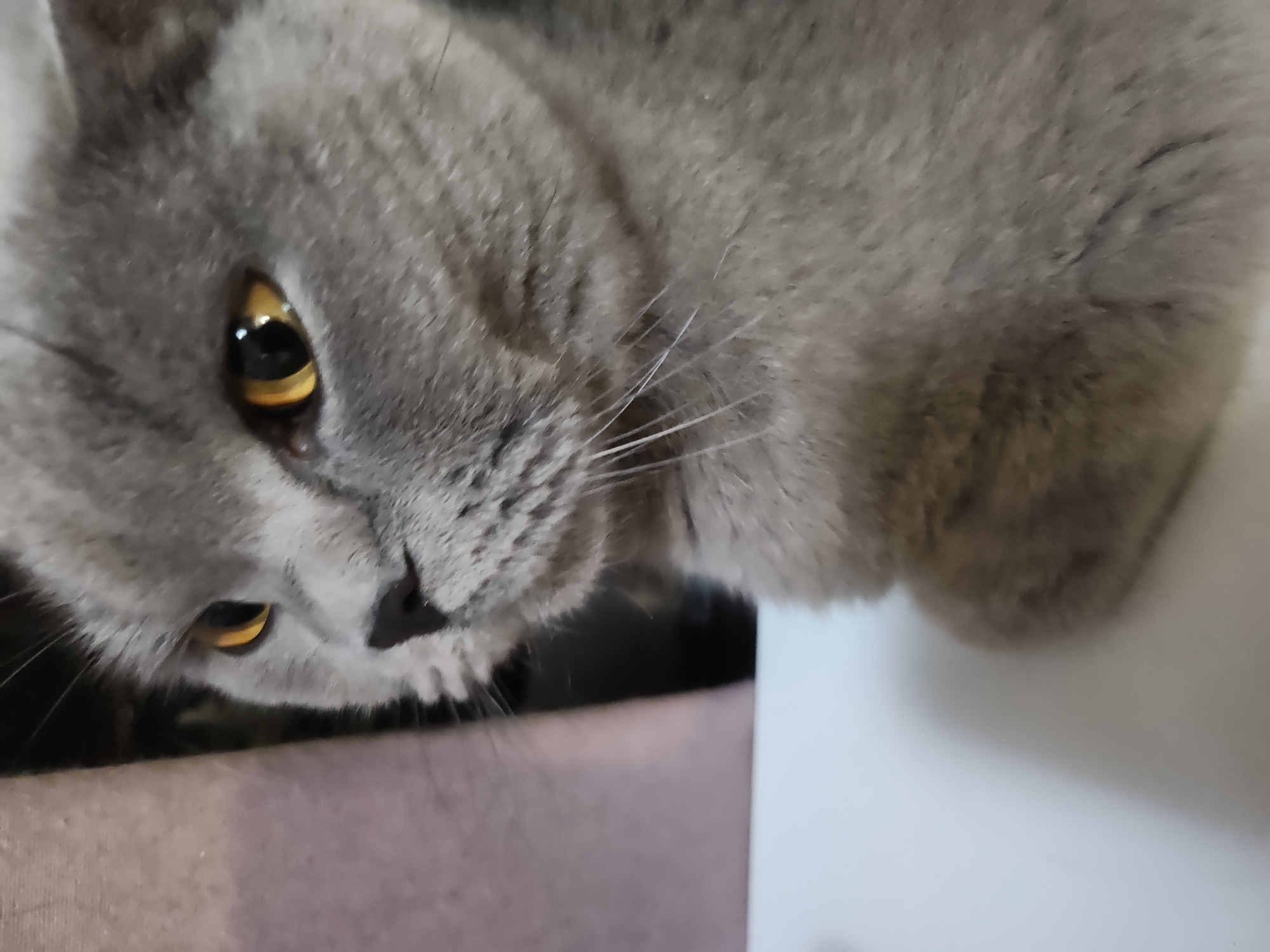 A close-up shot of a grey British Shorthair cat with bright orange eyes. The cat is positioned on a white surface, with a blurred background that includes a dark area and a light brown textured object. The cat's fur is short and dense, characteristic of the breed. The lighting highlights the cat's face, particularly its eyes and whiskers. The image appears to have been taken indoors. There is no indication of the location being in the city of Tsarevo, Bulgaria.