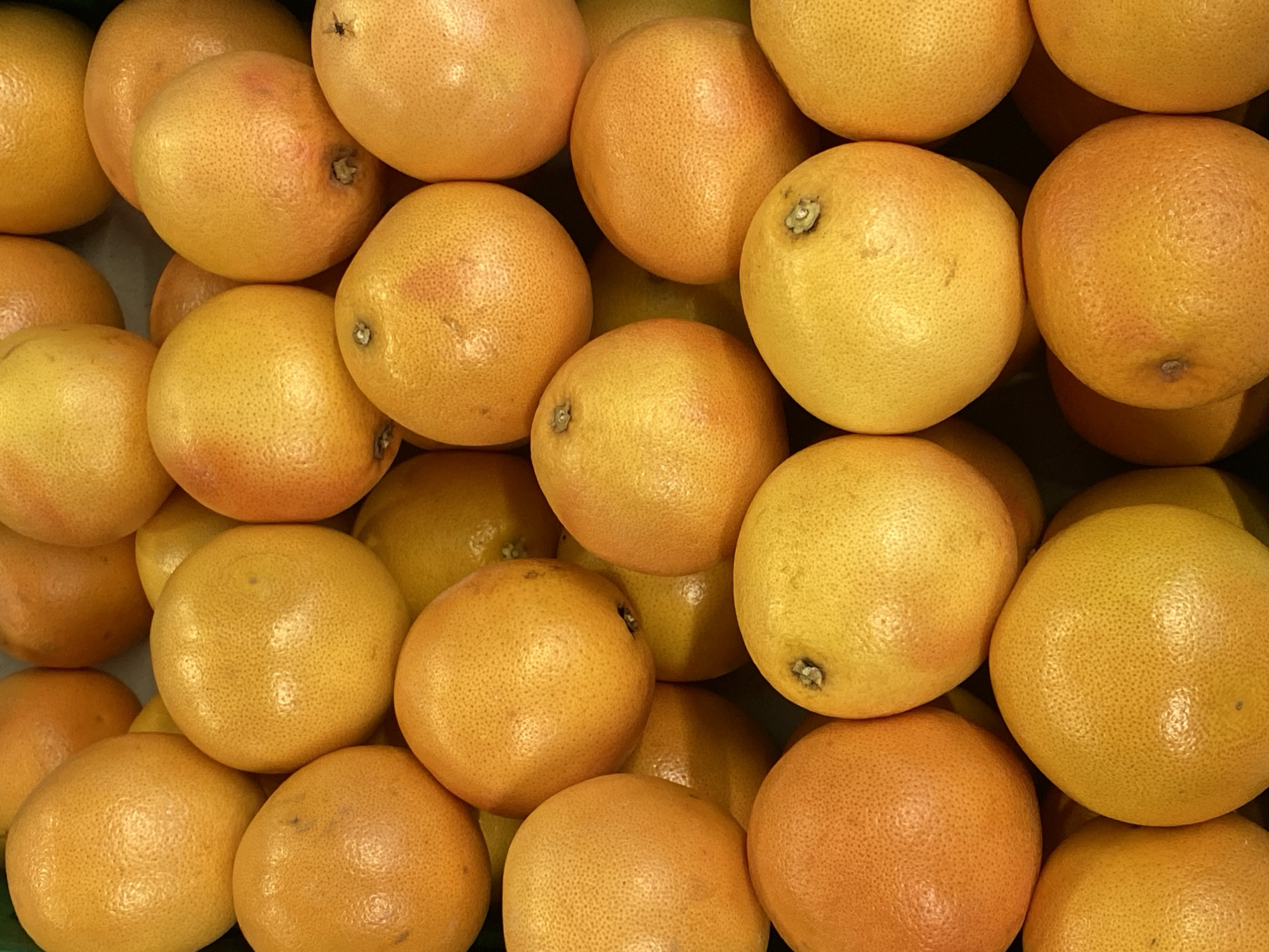 A high-angle, close-up shot displays a tightly packed arrangement of grapefruits, filling the entire frame. The fruits are uniformly round and vary in shades of yellow and orange, with some exhibiting a slight blush of pink. Their textured skin is visible, with numerous small pores dotting the surface. The lighting is bright and even, highlighting the smooth, citrusy surfaces. The background is out of focus and appears to be a dark surface, providing a stark contrast to the vibrant fruit. This image appears to be a photograph taken in Pleven, Bulgaria, likely within a market or grocery store setting where fresh produce is displayed.