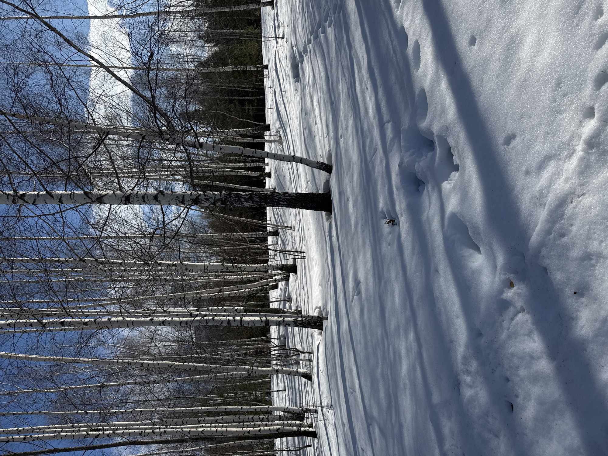 This image displays a snow-covered birch forest, situated within or directly adjacent to the city of Chaikovsky, Russia. The ground is entirely blanketed by a layer of white snow, showing variations in texture and depth. Numerous slender to moderately-sized birch trees (Betula species) stand vertically across the scene, characterized by their white bark with horizontal dark markings. The trees are bare of leaves, indicating a winter or early spring season. Long, sharply defined dark shadows, cast by the trees under bright sunlight, stretch diagonally across the snow from the left to the right. The upper portion of the frame shows a clear blue sky with intermittent white clouds. In the background, a dense stand of dark coniferous trees is visible. Several distinct footprints are impressed into the snow in the foreground and midground, suggesting recent passage. No human figures, animals, or man-made structures are present.