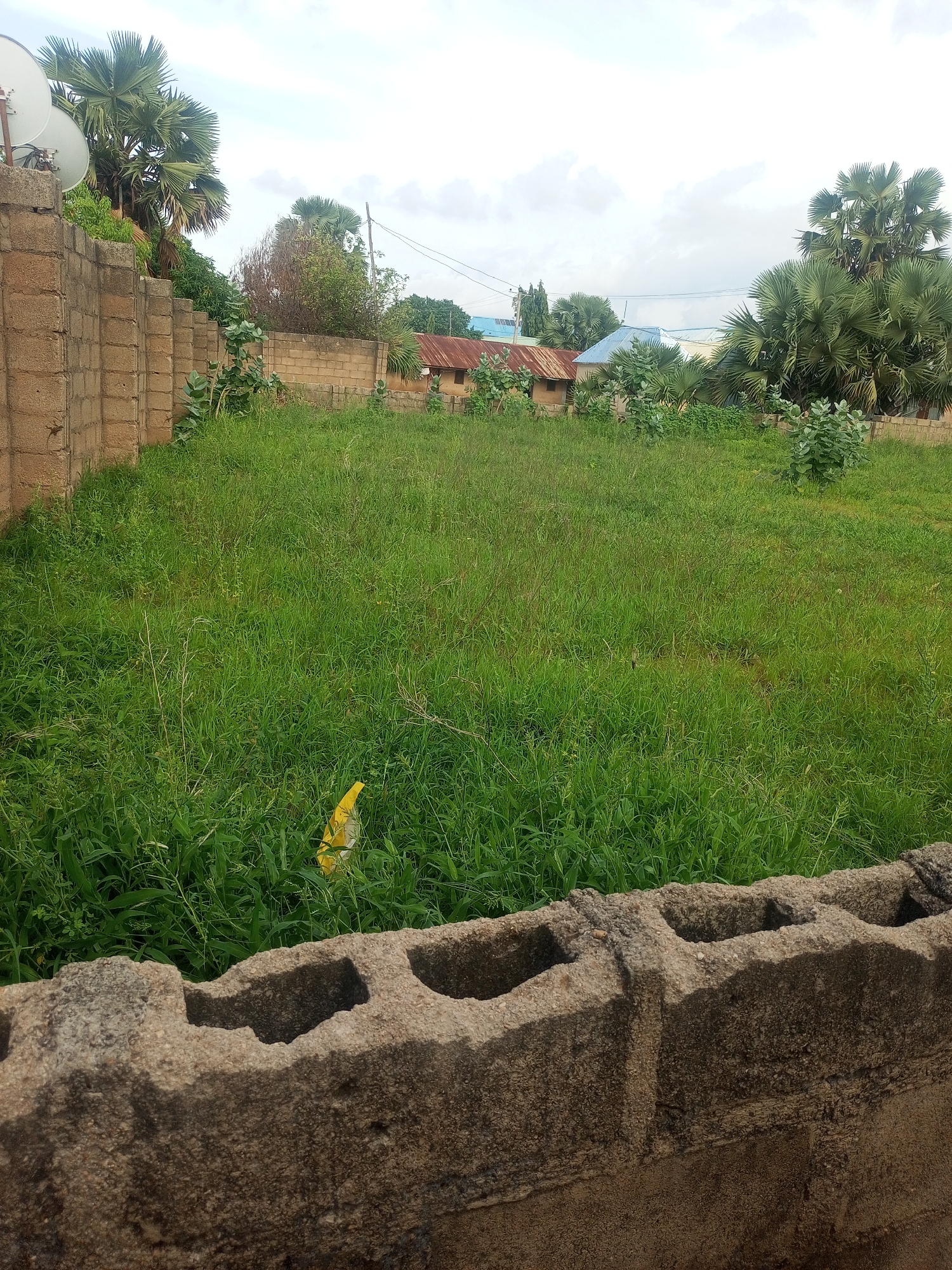 An outdoor, medium shot captures a grassy lot with a low concrete block wall in the foreground, positioned at the bottom center of the frame. The wall, made of large, porous grey blocks, appears weathered and incomplete. Beyond the wall, a vast expanse of lush green grass dominates the scene, extending towards a background featuring a cluster of buildings and several palm trees. The buildings are varied in construction, with some appearing to be simple houses with corrugated metal roofs and others with lighter colored roofs. In the distance, a line of palm trees stretches across the horizon, their distinctive fan-shaped fronds creating a silhouette against the overcast sky. A few bushes are scattered throughout the grassy area. The overall impression is one of an undeveloped or semi-developed area within a residential setting.