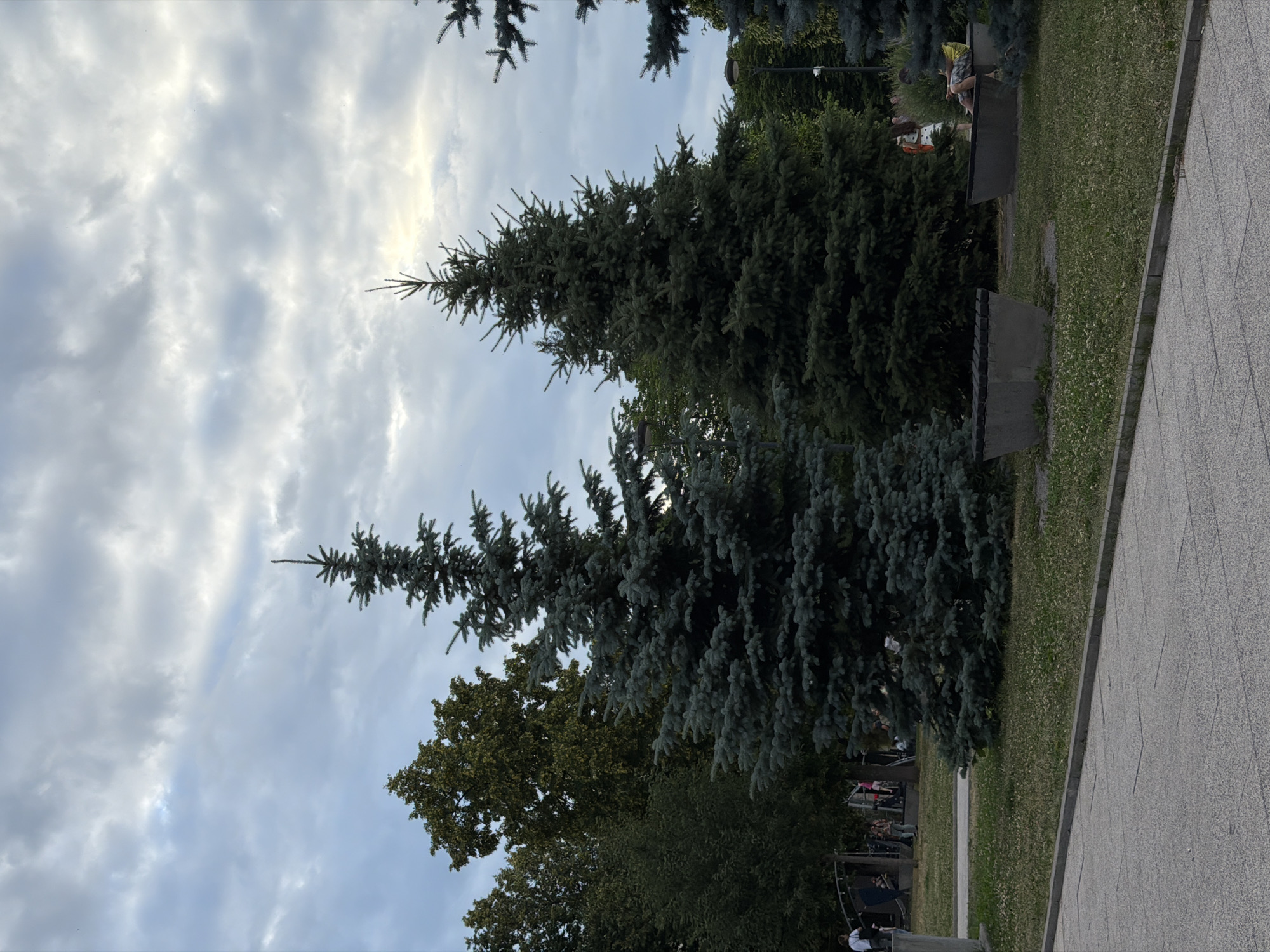 The image depicts an outdoor scene with several evergreen trees in the foreground and middle ground, under a cloudy sky. In the background, there is a paved pathway adjacent to a grassy area. Several people are visible, seated on benches or walking in the distance. One person is wearing a yellow headscarf, and another is in a white shirt. The trees are lush and green, suggesting a warm season. The lighting indicates it could be daytime, possibly late afternoon or early evening, given the overcast conditions. The scene appears to be a park or public space, with the benches and paved walkway suggesting a recreational area. The cloudy sky hints at a possibility of rain or just a generally overcast day. No text is visible in the image.
