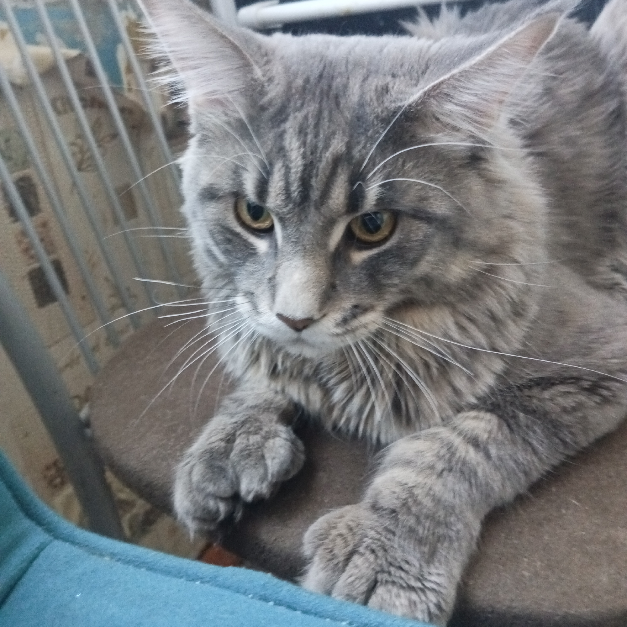 A gray tabby cat with amber eyes sits on a brown chair. The cat has long white whiskers and a contemplative expression. The chair appears to be indoors, with a teal-colored object in the foreground, possibly part of another chair or furniture. A metal chair back is visible behind the cat.
There is no information about the location of the image as being in Chaikovsky, Russia.