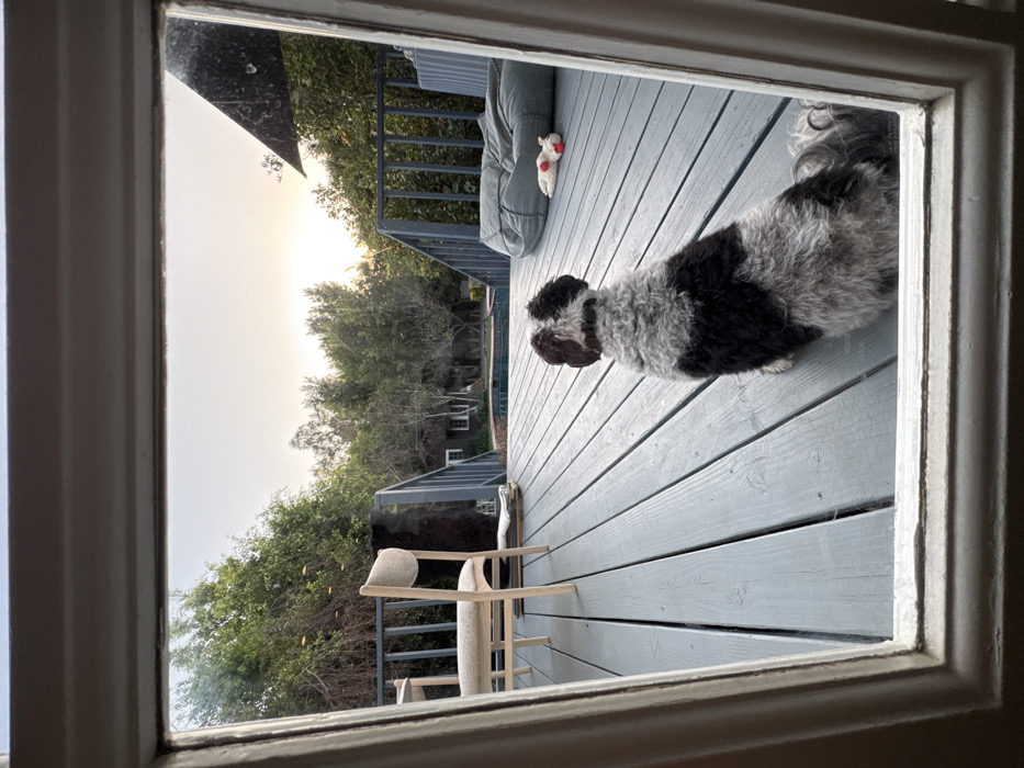 A forensic description of the image reveals a residential backyard scene, consistent with properties found in Los Angeles, United States of America, viewed through a white, painted interior window or glass door frame. The time of day appears to be twilight, marked by a soft, warm glow on the horizon.
In the immediate foreground, a small-to-medium-sized dog is seated on a light grey-blue wooden deck, facing away from the viewer. The dog has patchy black/dark grey and white fur and wears a dark collar. The wooden deck planks run horizontally.
Objects on the deck include:
- A light-colored wooden chair with an off-white padded backrest, partially visible on the left side.
- A large, grey-green outdoor beanbag cushion located on the right side.
- A small, white stuffed animal with red and possibly yellow accents, lying near the beanbag.
Dark grey metal railings with vertical balusters delineate the edges of the deck, with stairs descending on both the left and right. Beyond the main deck, a dark-bottomed swimming pool is visible in the midground. Behind the pool, a dark-colored house or auxiliary structure with white-framed windows is partially obscured by dense, green trees and varied vegetation that defines the perimeter of the property. A section of a dark, triangular outdoor umbrella or awning is visible in the upper right quadrant of the scene. The sky is clear, with the warm light of the setting or rising sun illuminating the horizon. No human subjects are present in the scene.