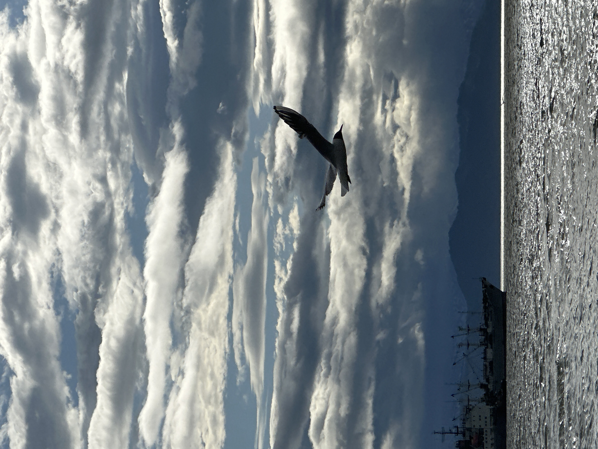 A seagull flies through a cloudy sky over the ocean. In the distance, a large ship is docked near a mountain range. The water is choppy and reflects the light from the sky. The scene is set in Petropavlovsk-Kamchatsky, Russia.