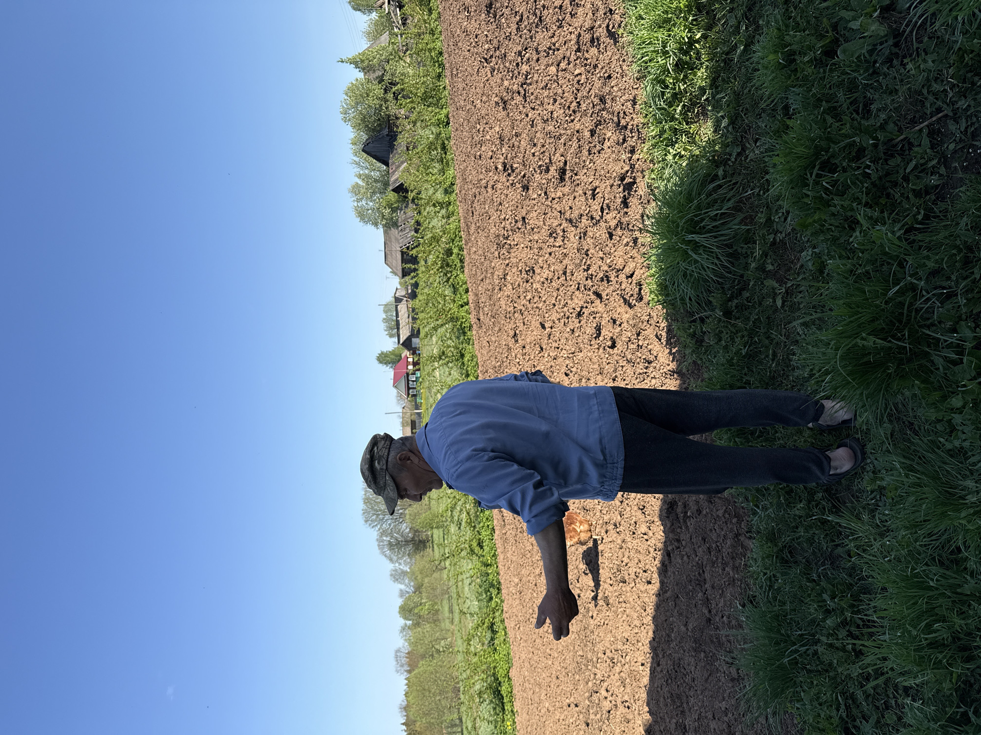 A senior man wearing a blue shirt, dark pants, and a cap stands in a plowed field in Rysai, Russia. He is planting something, as indicated by his outstretched arm and the presence of small objects on the ground. The field is bordered by grass on one side and a row of trees and rural buildings on the other. The sky above is clear and blue.