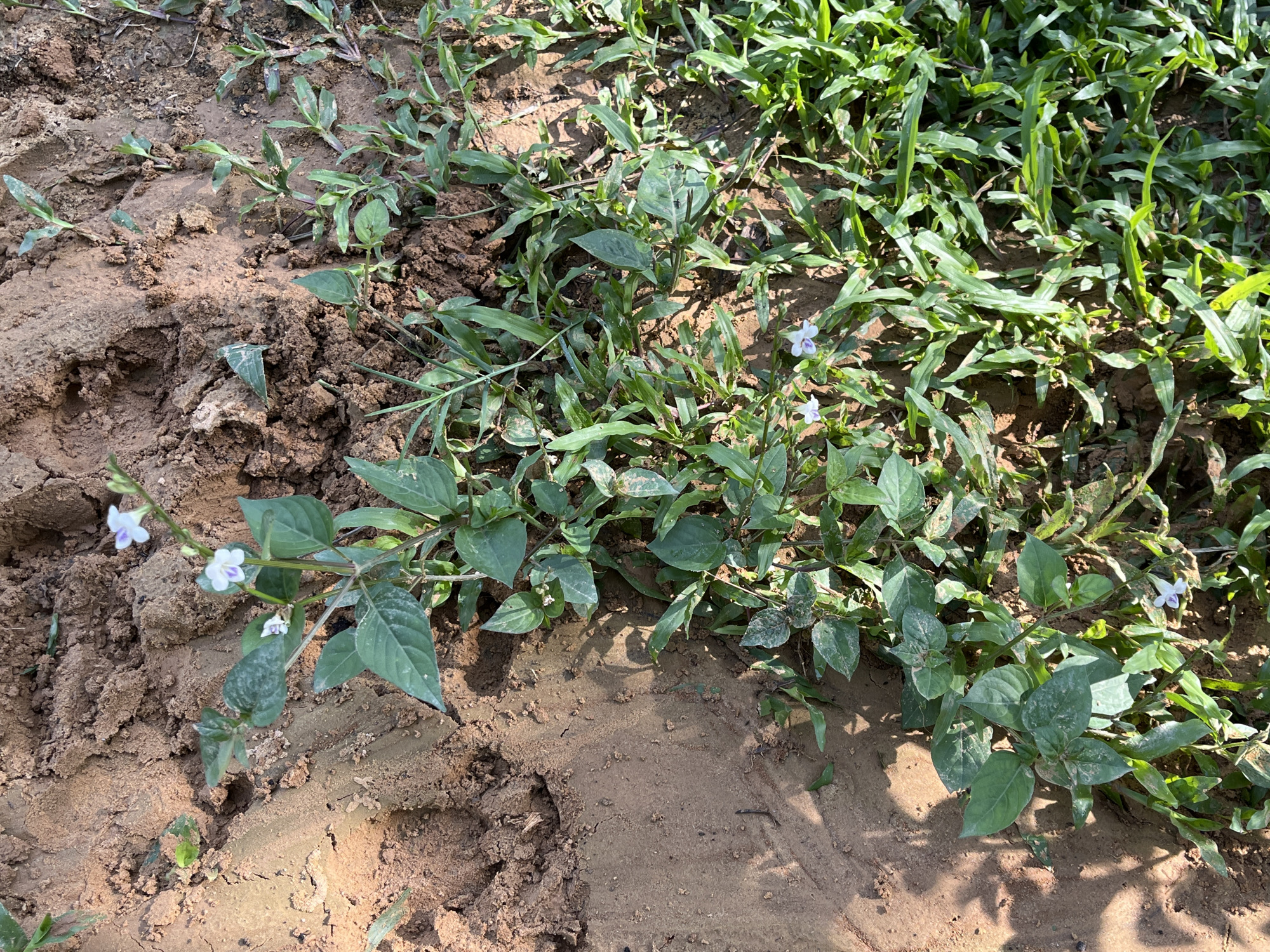 The image shows a close-up view of a patch of soil with green vegetation and a few small purple and white flowers. The soil is a reddish-brown color and appears to be somewhat dry and clumpy, with some areas showing tire tracks. The vegetation consists of grass and some leafy plants with elongated leaves. The flowers are delicate and have a distinctive purple marking on their petals. The lighting suggests it is daytime, with shadows cast by the plants. The scene is outdoors and appears to be a natural or semi-natural environment, possibly a roadside or a less-maintained area. The location is identified as Sukajadi, Indonesia.