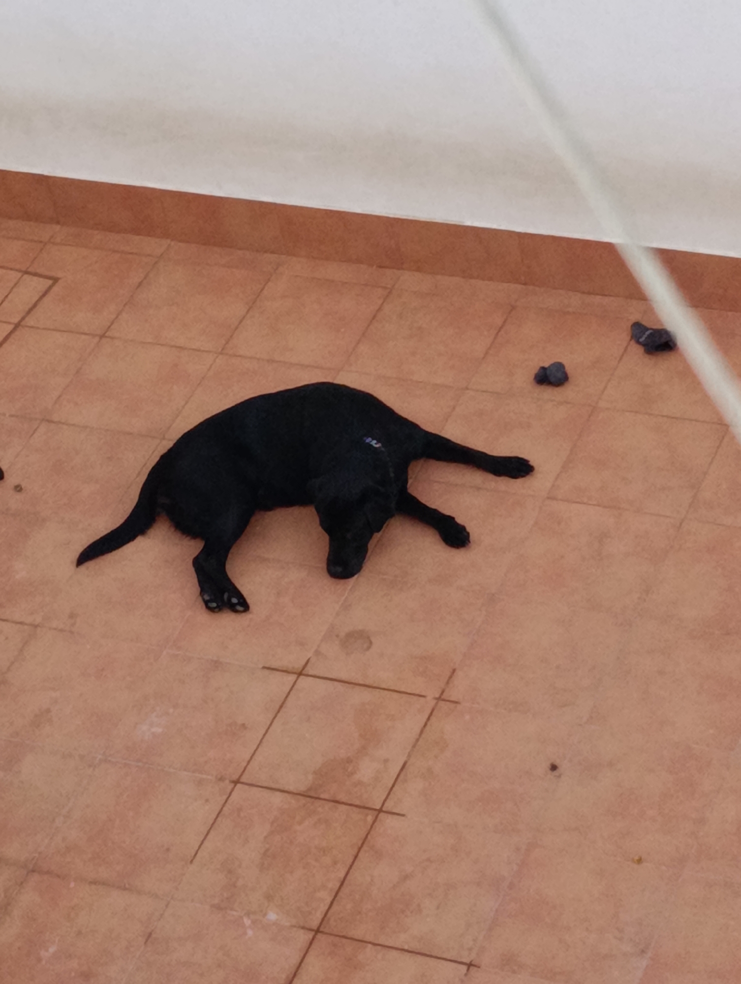 A black dog is lying on its side on a tiled floor. The dog appears to be sleeping or resting. There are two dark-colored objects, possibly socks, on the floor near the dog. The floor is tiled with square, terra cotta-colored tiles. A white line, possibly a rope or wire, is visible diagonally across the upper portion of the image. The background consists of a white wall. The scene is outdoors, on a patio or balcony. The image does not contain any specific information indicating it is located in Setúbal, Portugal.