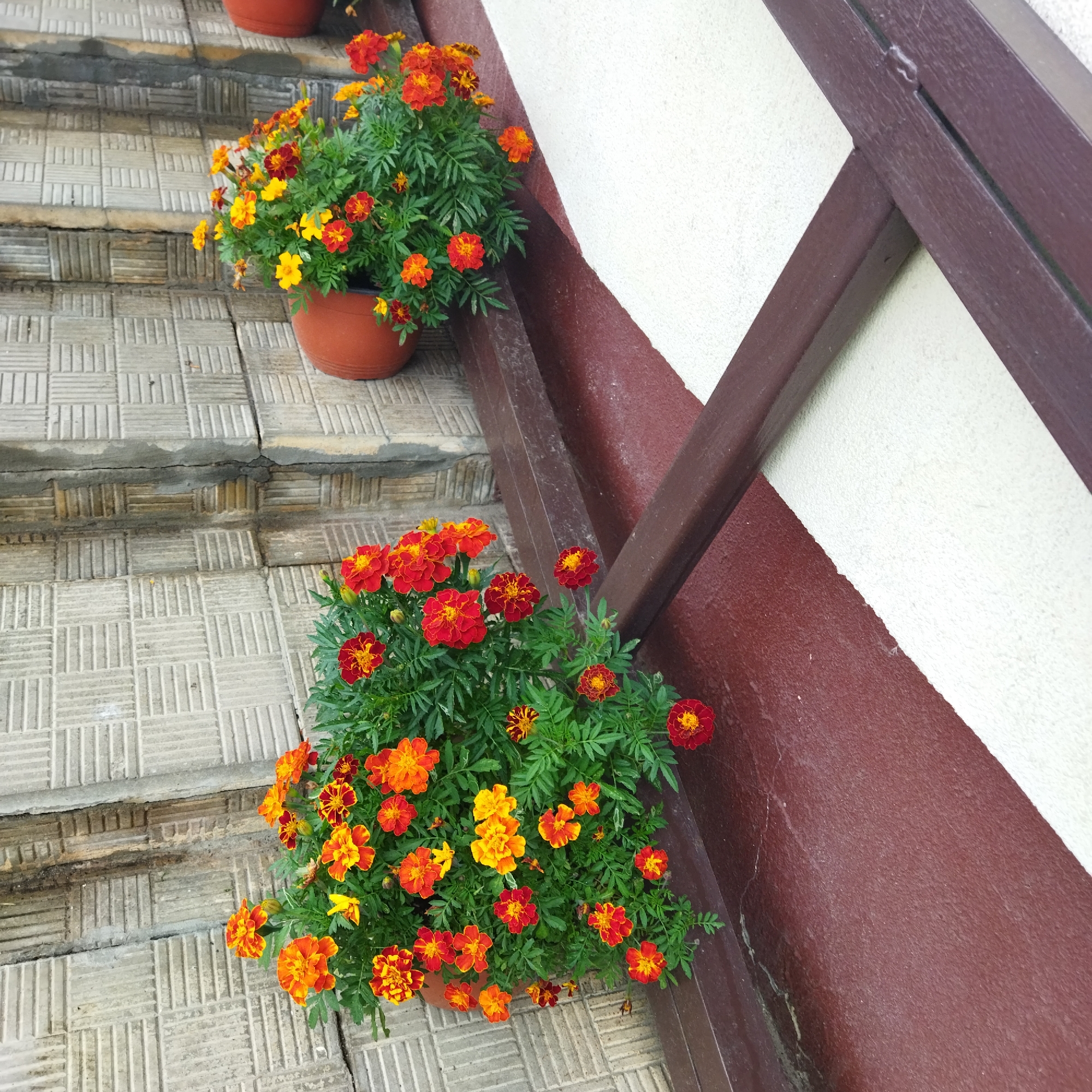 Two terracotta pots filled with marigolds are placed on a tiled outdoor staircase. The marigolds are a vibrant mix of orange and red, with some yellow hues. The staircase is made of light-colored square tiles with a ribbed pattern. A dark brown, angled railing with a white stripe runs along the right side of the image, next to a textured wall painted in maroon and white. The scene appears to be an exterior staircase leading to a building, possibly a residential or commercial property in Polatsk, Belarus, given the presence of a building facade and landscaping elements. No people are visible in the image. The lighting suggests it is daytime.