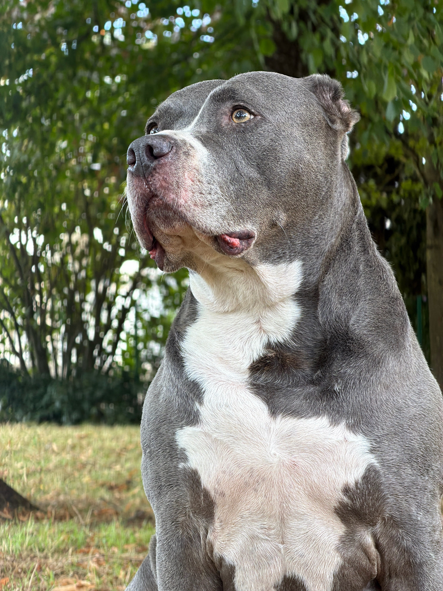 This is a medium-shot, eye-level, outdoor photograph of a blue and white American Bully dog. The dog is positioned in the center right of the frame, with its head turned to the left, looking slightly upwards and away from the camera. Its body is mostly visible from the chest up. The dog has a muscular build, with short, dense grey fur and a prominent white chest marking that extends up towards its neck. The dog's ears are cropped and stand erect. Its eyes are amber colored and appear alert. Its muzzle is grey with pink undertones on the nose and lips, and a visible tongue tip.
The background consists of a park-like setting. In the upper portion of the image, blurred green foliage and tree branches are visible, with dappled sunlight creating bright spots. The lower portion of the background shows a grassy ground, which is mostly green with some dry patches and a fallen branch on the left side. The lighting suggests it is daytime, with soft natural light illuminating the scene. The location is identified as a park in Esch-sur-Alzette, Luxembourg. There are no people or other animals present in the image.