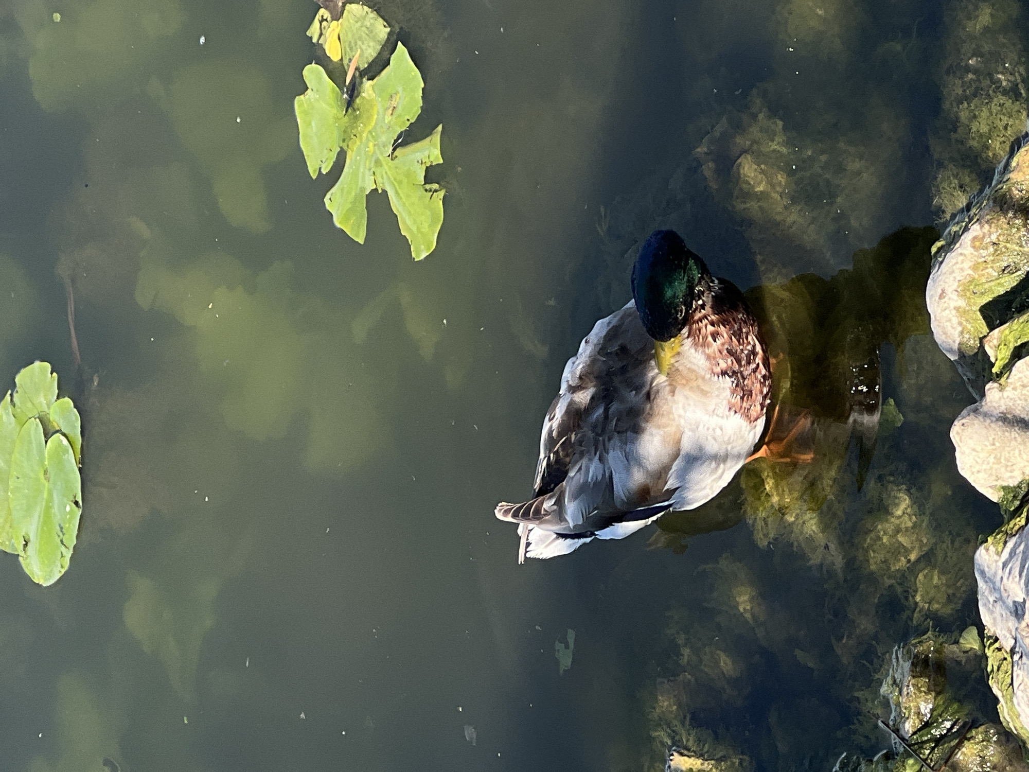 A mallard duck with iridescent green head feathers swims in murky, algae-filled water. Lily pads float on the surface, and rocks line the edge of the water in the foreground. The image is taken from a high angle, looking down at the duck and the water. The location is the Ternopil lake in Ternopil, Ukraine.