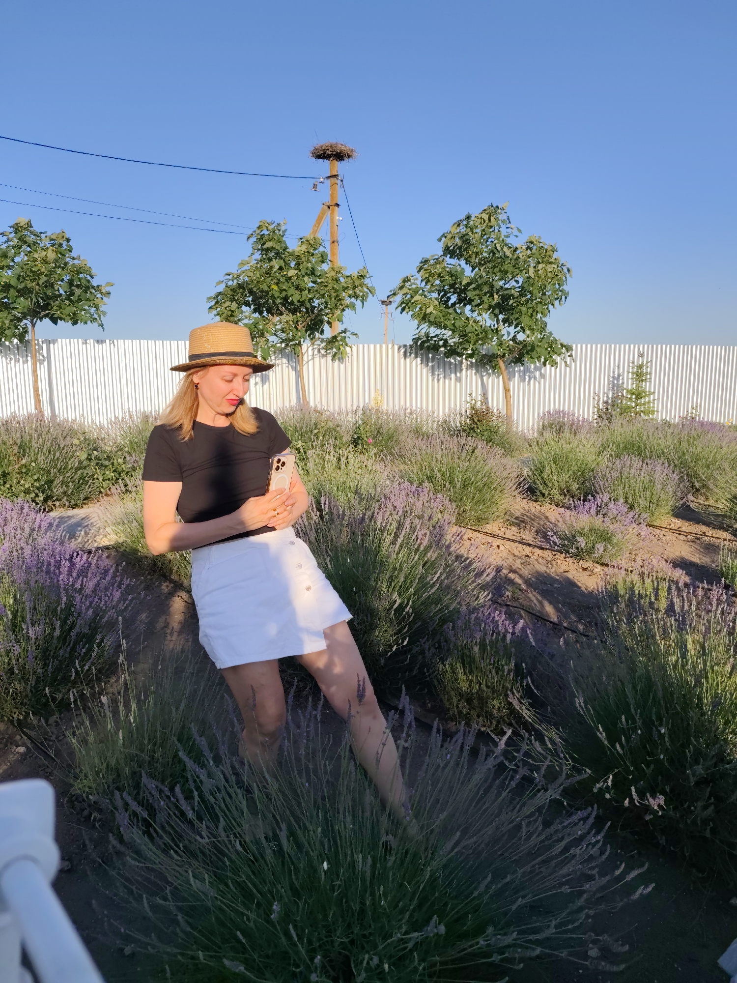 A young woman wearing a straw hat, a black t-shirt, and a white skirt stands in a field of lavender. She is holding a smartphone and appears to be taking a photo or recording a video. The woman has blonde hair and is wearing red earrings. She is leaning against a dark surface, possibly a rock or a planter.
Behind her, there is a white corrugated metal fence. Several trees with green foliage are planted in front of the fence. In the background, a wooden pole with a stork's nest is visible against a clear blue sky. The sun is low in the sky, casting long shadows, suggesting it is either early morning or late afternoon. The overall scene depicts a pleasant, outdoor setting in a rural or semi-rural area, with the lavender field being a prominent feature. The woman's posture and engagement with her phone suggest she is enjoying the moment and documenting her experience. There are no visible text elements in the image.