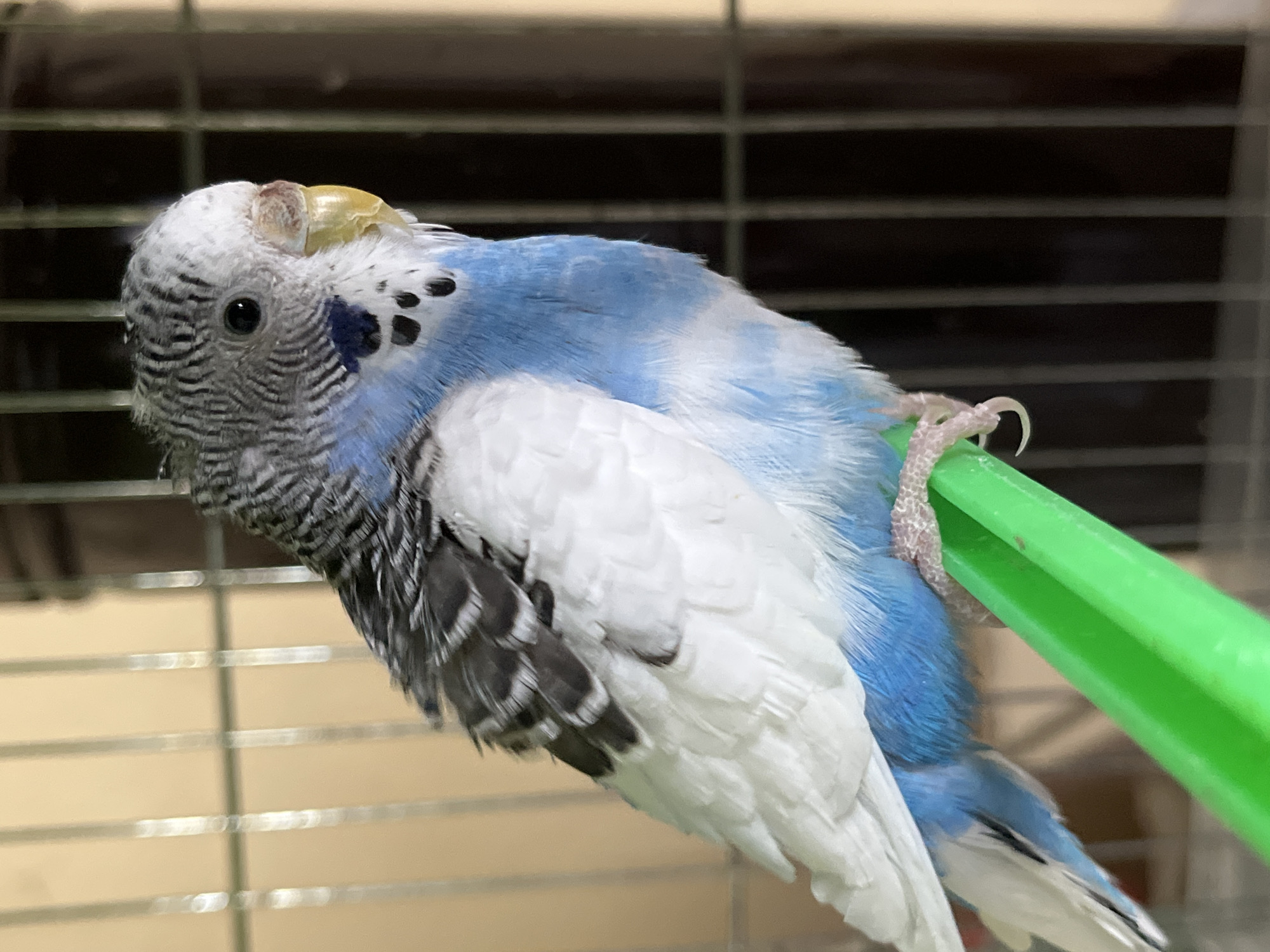 A close-up shot shows a budgerigar perched on a green bar within a cage. The bird's plumage is predominantly blue and white, with black markings on its head and wings. The budgerigar's head is tilted, and it appears to be looking directly at the camera. The cage bars are visible in the background. The specific location in Shumen, Bulgaria, cannot be determined from the visual information provided.