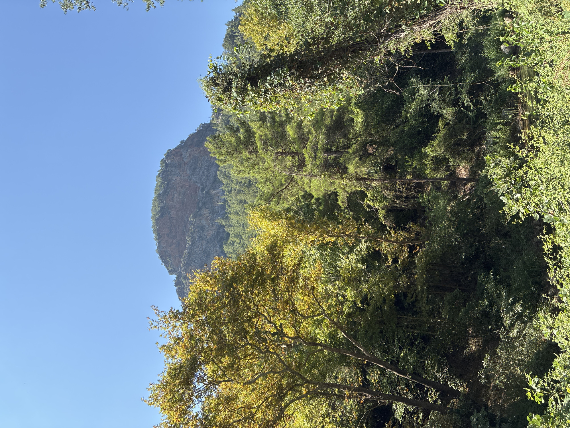 A sun-drenched mountain peak rises above a dense forest canopy. The mountain is rugged with exposed rock faces and is partially covered in greenery. In the foreground, lush trees with yellowing leaves, likely deciduous, are interspersed with tall, dark green coniferous trees and thick undergrowth. A large tree trunk, heavily entwined with vines, stands prominently on the right side of the frame. The sky is a clear, bright blue. The scene captures a natural landscape, possibly within a nature park or hiking trail area in Alanya, Turkey, given the context. There are no people or animals visible in the image.