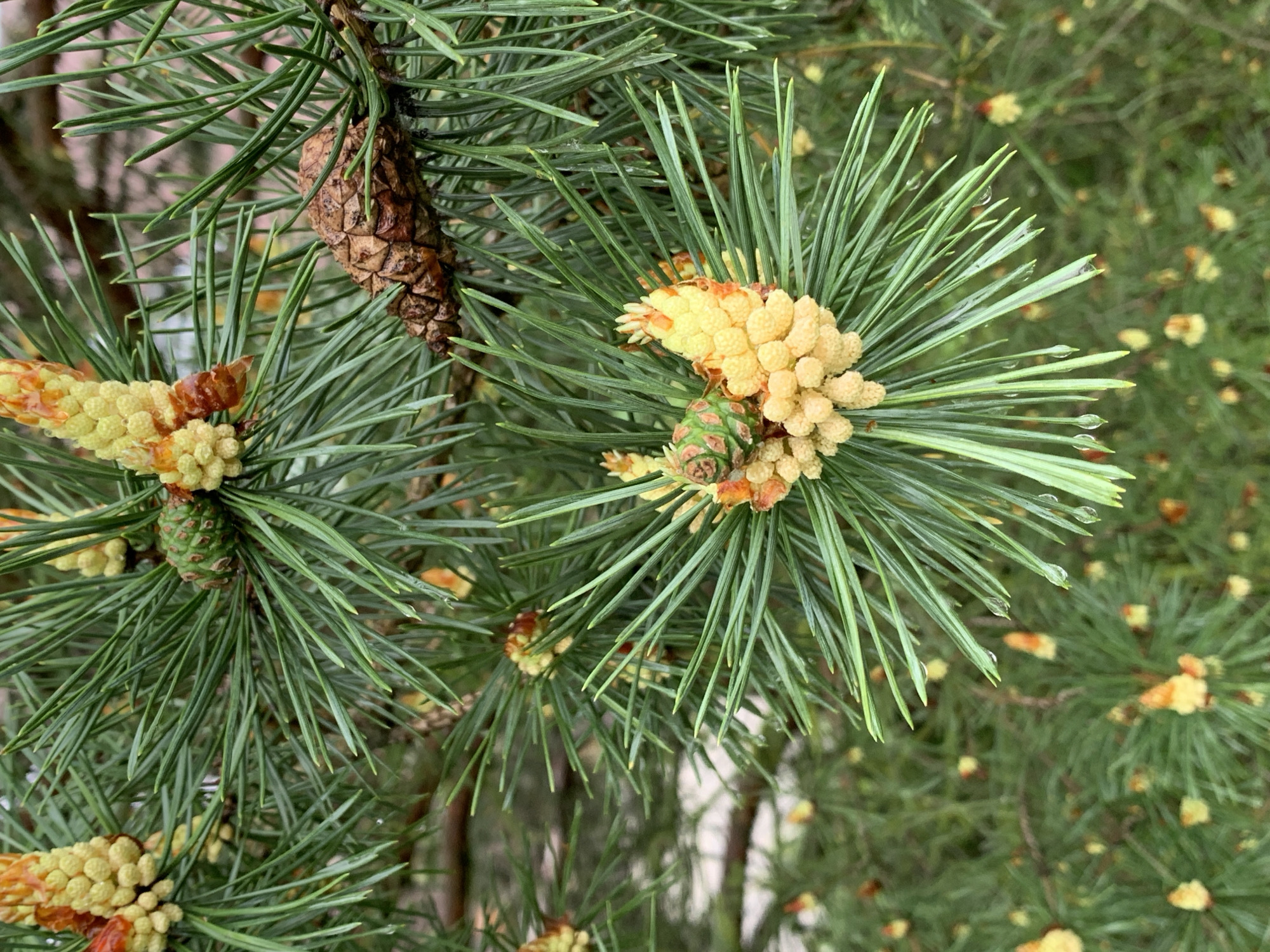 The image shows a close-up of a pine tree branch with needles, a mature pine cone, and clusters of yellow pollen cones. There are water droplets on some of the needles. The background is a blurred green foliage of other pine trees. Based on the metadata, the image was taken in the city of Stavropol, Russia.
