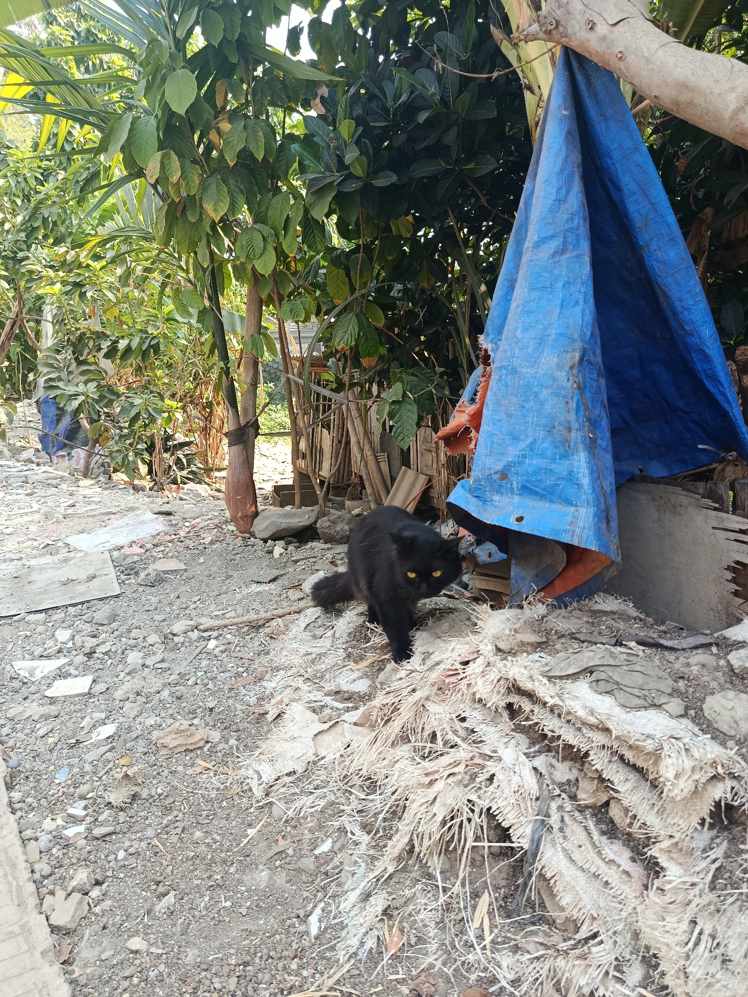A black cat with yellow eyes stands on a pile of frayed white material in an outdoor setting. Behind the cat, a large blue tarp is draped over a tree branch, partially obscuring a structure made of bamboo and wood. The ground is covered in gravel, small rocks, and debris. Lush green foliage from trees and plants surrounds the scene. The area appears to be a yard or a communal space, possibly in a rural or semi-rural part of Wanasari, Indonesia. There are no people visible in the immediate vicinity of the cat.