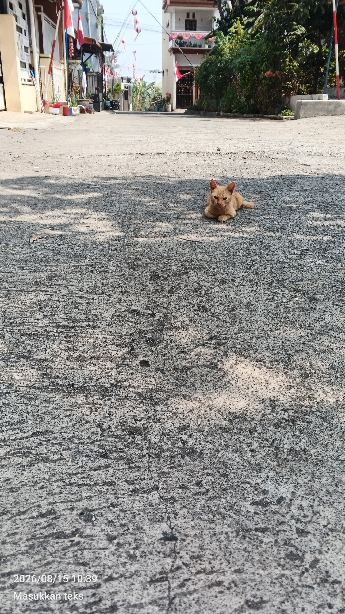 An orange tabby cat is lying on a paved street in Jeru, Indonesia. The cat is resting in a patch of sunlight. In the background, there are houses decorated with red and white Indonesian flags, indicating a national celebration or holiday. Trees and foliage are visible along the side of the street. The street itself is made of rough concrete with visible cracks. The lighting suggests it is daytime. The watermark at the bottom of the image reads "2026/08/15 10:39 Masukkan teks".