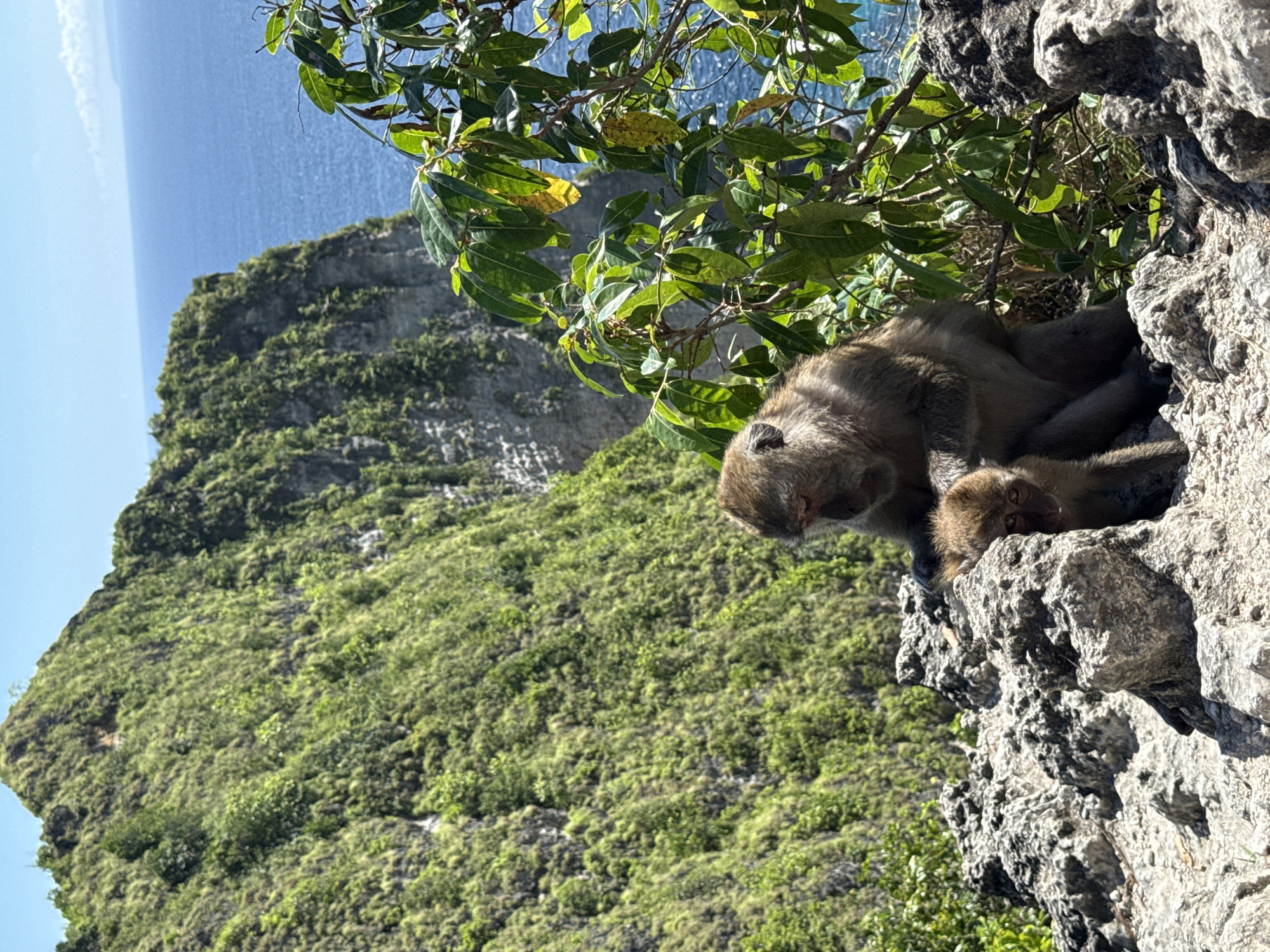The photograph, taken in Bunga Mekar, Indonesia, shows two monkeys nestled together on a rocky outcrop. The larger monkey appears to be in a resting posture, with its head resting near the smaller monkey. The monkeys are situated among a scattering of leaves and rocky terrain. Behind the monkeys, the landscape drops away to reveal a steep, green, vegetation-covered hillside. In the background, a stretch of blue water extends towards the horizon, beneath a pale sky.