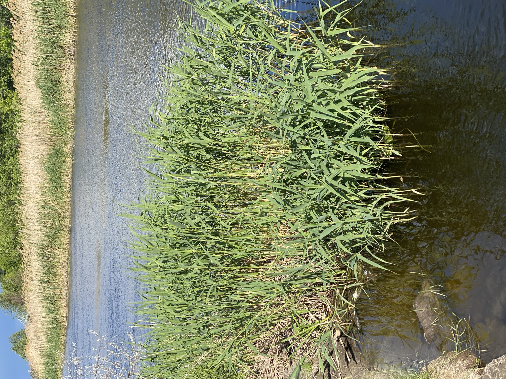 The image depicts a canal or riverbank in Ustyvytsia, Ukraine. The water is partially obscured by dense green reeds growing along the edge. On the opposite bank, there is a wide strip of taller, dry reeds, backed by some trees. The sky is visible in the lower left corner and is a light blue color.