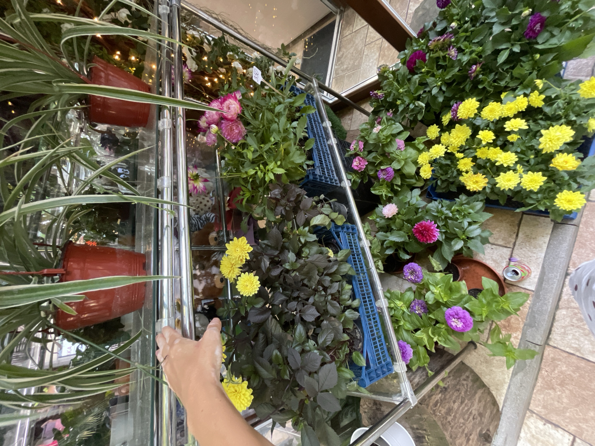An outdoor flower stall displays a variety of potted plants on tiered metal shelving. In the foreground, a person's hand, with visible white powder on it, is reaching out towards a shelf filled with dahlias and spider plants. The dahlias are in various colors including yellow, pink, and purple, housed in blue plastic crates and terracotta pots. Spider plants with long, striped leaves hang from above in red pots. The stall appears to be located in Sochi, Russia, given the visible signage, which includes the Cyrillic letters "КА". The ground is tiled, and a discarded soda can is visible on the pavement. The overall scene suggests a commercial setting where plants are being sold, possibly a market or a florist shop with an outdoor display.