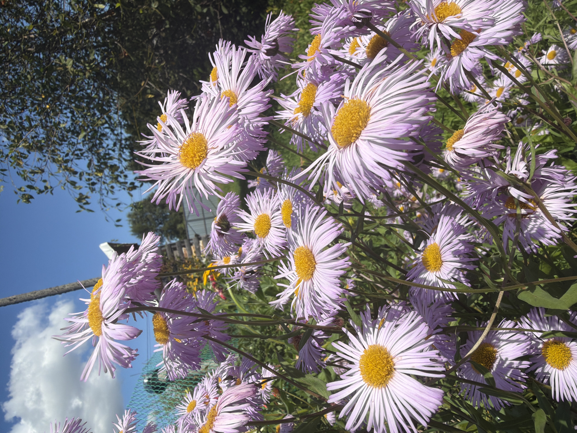 In Jalguba, Russia, a dense cluster of light purple asters with bright yellow centers fills the foreground of the image. The flowers, some appearing wilted and others vibrant, are on thin, dark green stems, with some green foliage visible. In the background, a bright blue sky with fluffy white clouds is visible above a dark green tree. To the left, a light blue mesh fence and a grey wooden post are partially visible.