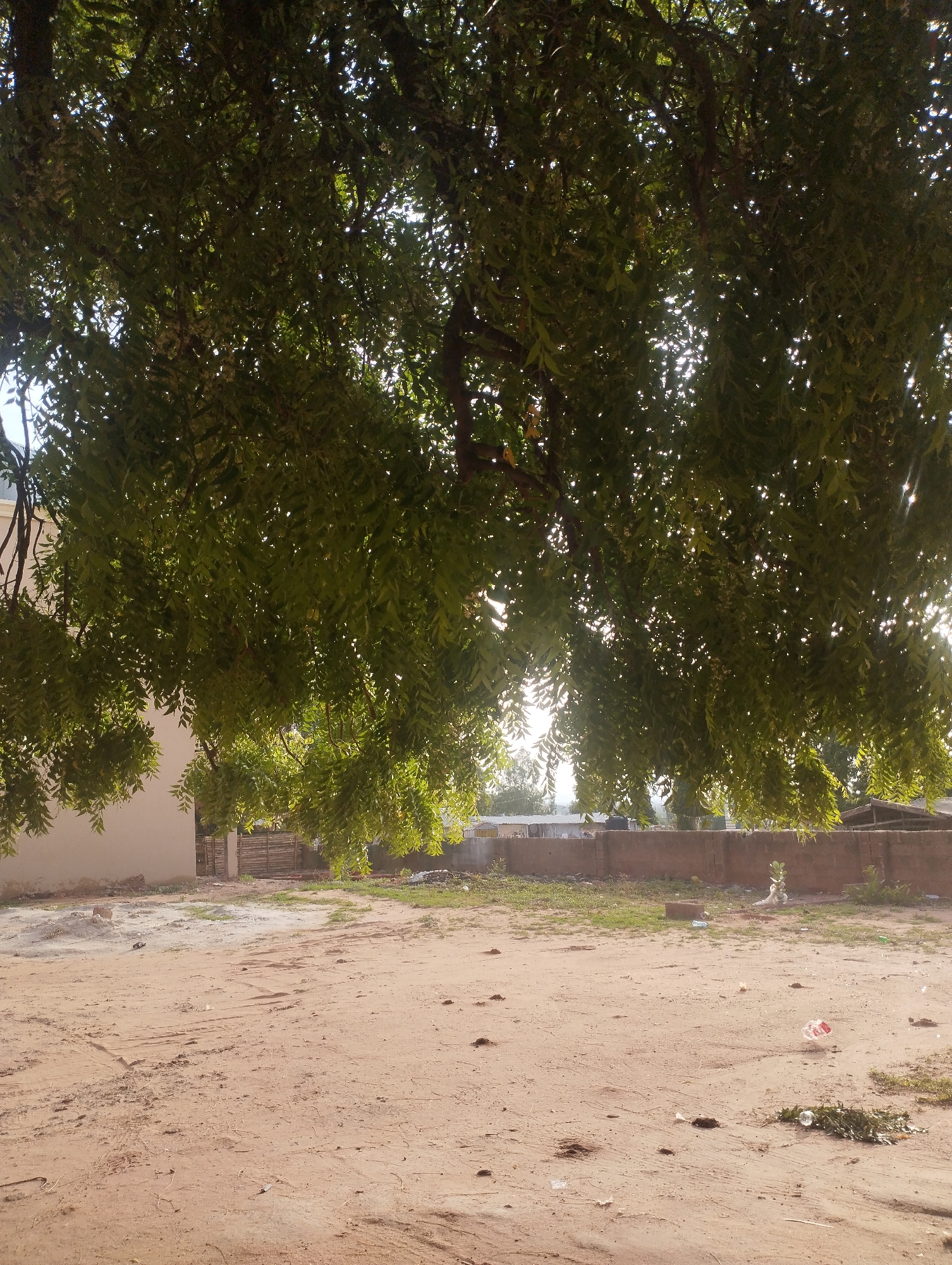 The image depicts an outdoor scene in Gombe, Nigeria. The foreground is a dirt ground with sparse vegetation. In the background, a low wall runs across the midground. Behind the wall are various buildings. A large tree with dense foliage dominates the upper portion of the frame, casting a shadow over the scene. No people are visible. Litter, including plastic bags and debris, is scattered on the ground. The scene appears to be a vacant lot or undeveloped area within the city.