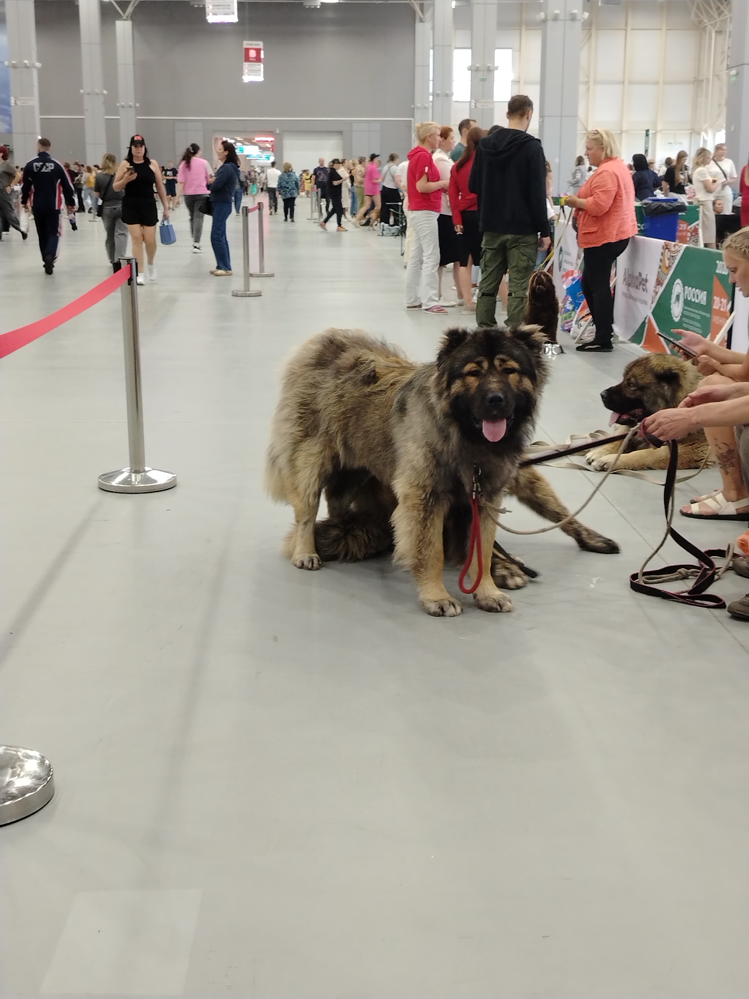 Two large Caucasian Shepherd Dogs are the primary subjects in this indoor event space, which appears to be an exhibition hall. The dog in the foreground, on the left, is a lighter brown and gray, sitting with its tongue out and facing the camera. It is on a red leash attached to a harness. To its right, partially obscured by the first dog's body, is a second Caucasian Shepherd dog, darker brown and gray, lying down. This dog is also on a leash. Both dogs are on a light gray floor.
In the background, a crowd of people is visible, suggesting an event such as a dog show or exhibition. People are walking and standing, some are near displays or booths. The environment is brightly lit, with a high ceiling and visible structural elements. A red stanchion rope is in the lower left foreground.
There is no visible indication that this location is in Zelenaya Roshcha, Russia.