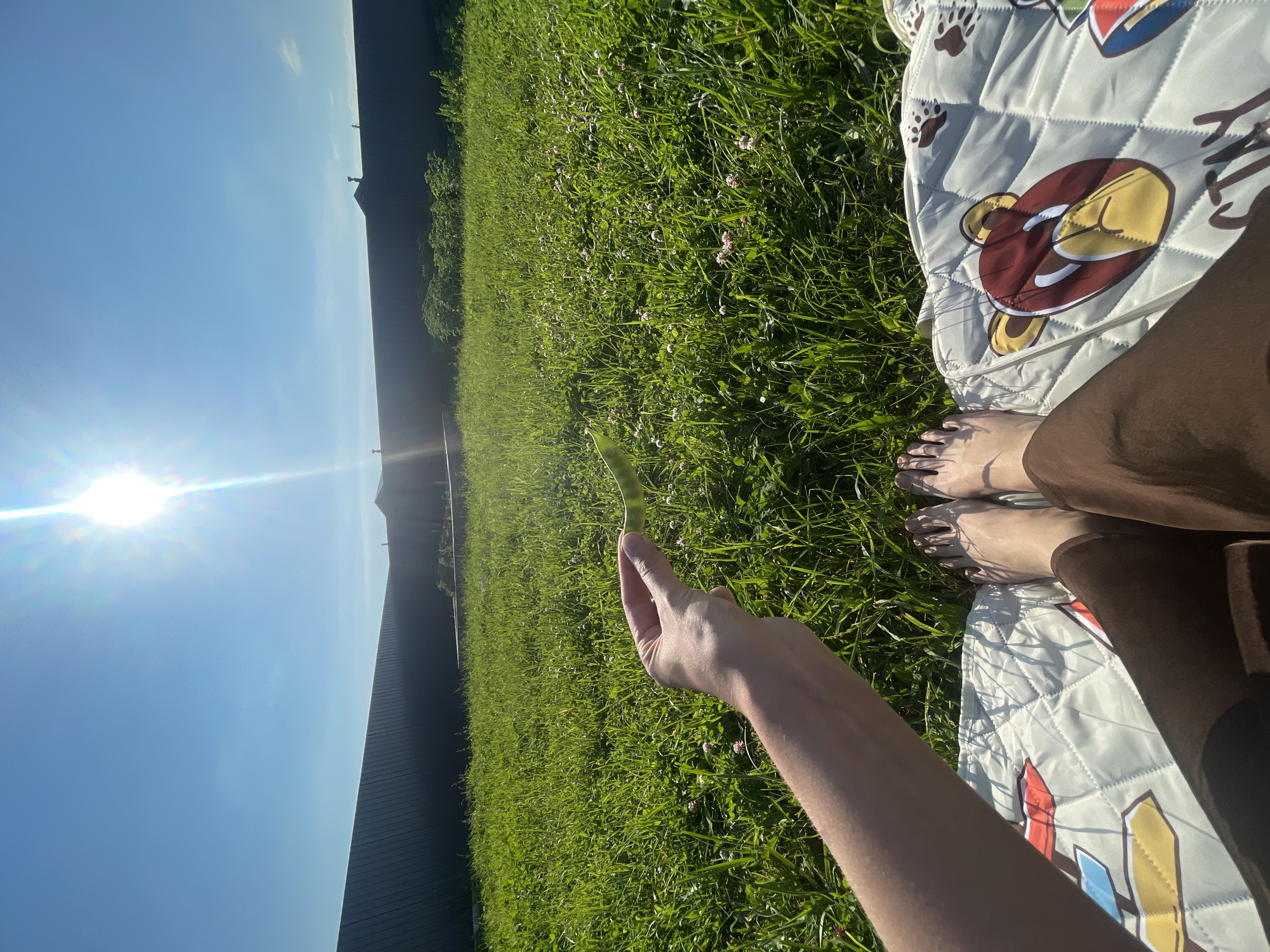 This is a first-person perspective shot of someone sitting on a blanket in a grassy field. The sun is shining brightly in a clear blue sky. The person's bare feet and lower legs are visible, clad in brown pants, resting on a quilted blanket with a cartoon bear design. The person is holding a long, green bean pod in their right hand, which is extended into the frame. The field appears to be a lawn or park with some small pink flowers interspersed with the green grass. A dark fence or wall runs along the left side of the frame, and a building or structure is visible in the distance. The sun's glare suggests it is mid-morning or late afternoon. The overall mood is peaceful and relaxed, suggesting a casual outdoor activity. The location is identified as Podshivalovo, Russia. No visible text is present in the image.