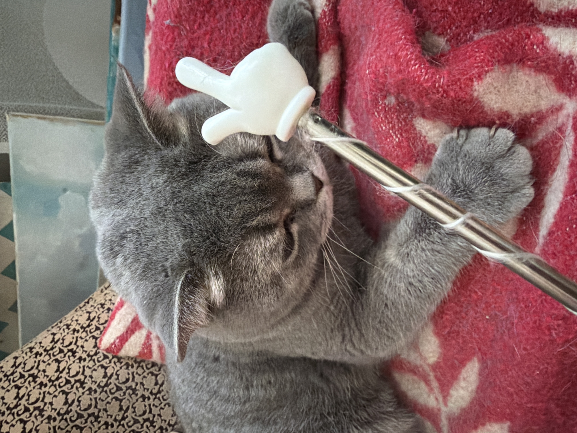 A gray cat is resting on a red and white blanket. The cat has gray fur and is lying on its side with its eyes closed. There is a metal rod with a white plastic hand attached to the end of it near the cat's head. The background includes a patterned cushion and a wall with a blue and white pattern. The location is Perm, Russia.