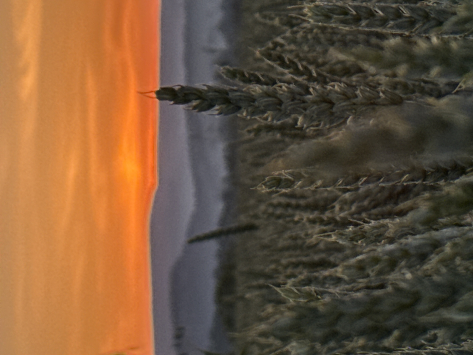 An image of a field of wheat at sunset. The location is not discernible from the image alone.