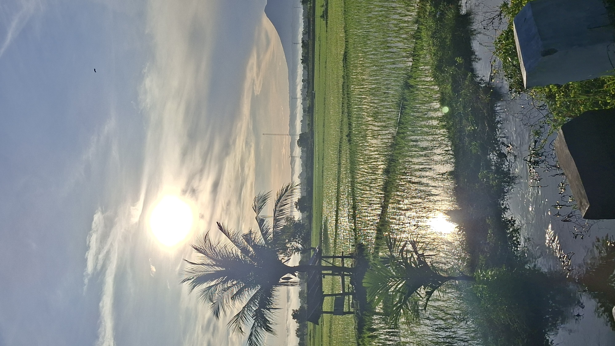 The image depicts a serene rural landscape in Sinyeu, Indonesia, at sunrise. The foreground features a body of water reflecting the golden light of the sun and the surrounding greenery. Two concrete blocks and some vegetation line the edge of the water. In the mid-ground, a lush green rice paddy stretches across the scene, with rows of young rice plants standing in shallow water. A small, rustic hut with a thatched roof is situated on a small island within the paddy, shaded by a tall coconut palm tree. To the left, a smaller palm tree grows near the water's edge. The background is characterized by a misty horizon with some trees and distant hills. A conical mountain is visible on the far right. The sky is a soft blue, with scattered white clouds, and the sun is prominently visible, its rays diffused by the atmosphere. A single bird is captured in flight against the sky. The overall impression is one of tranquility and natural beauty.